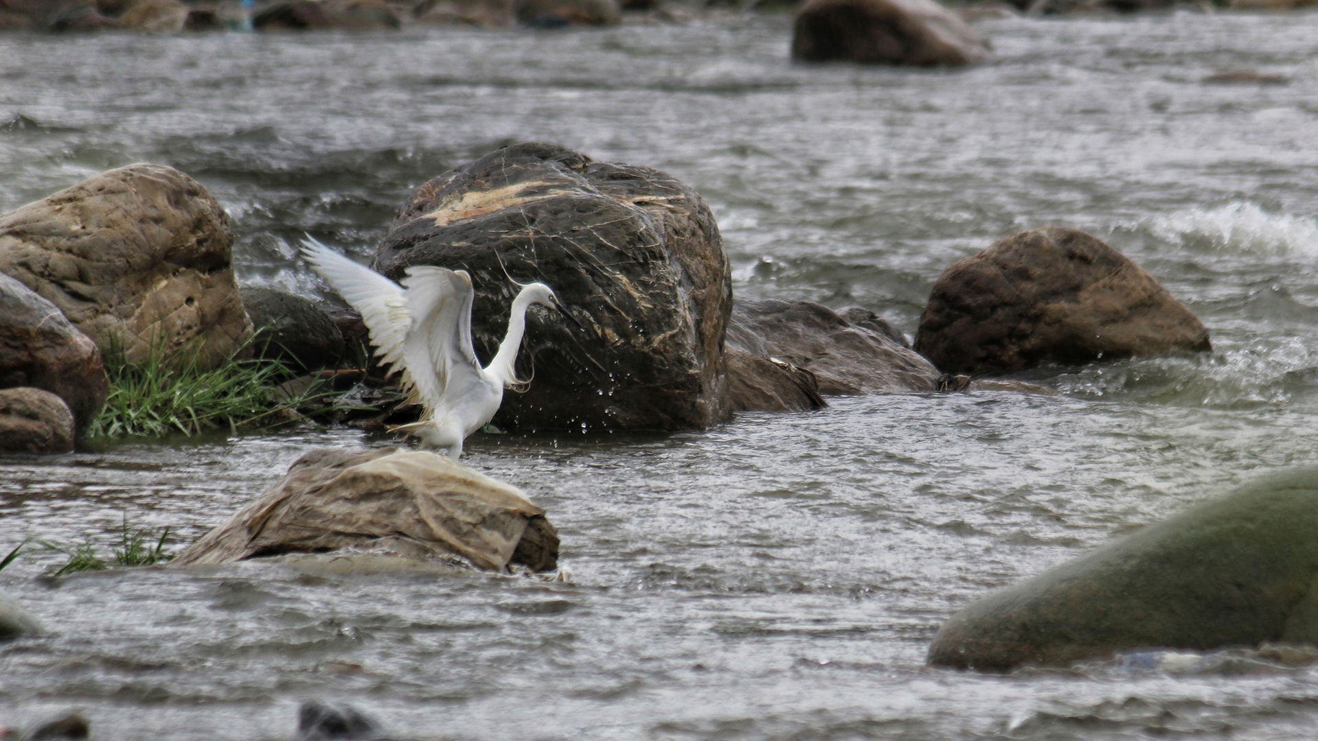 Little Egret in river Sandran, Dooru Shahabad (Kashmir)