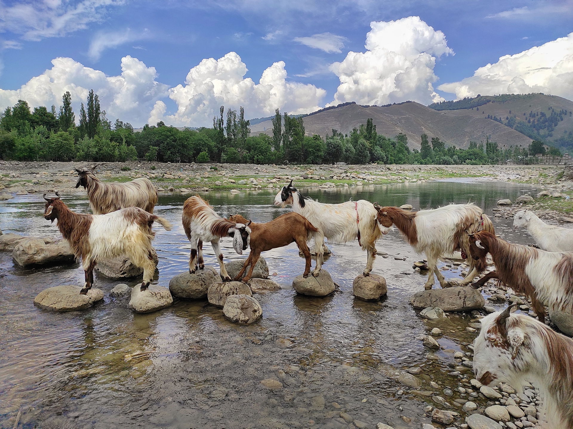 A herd of goats crossing river, Dooru Shahabad, Kashmir