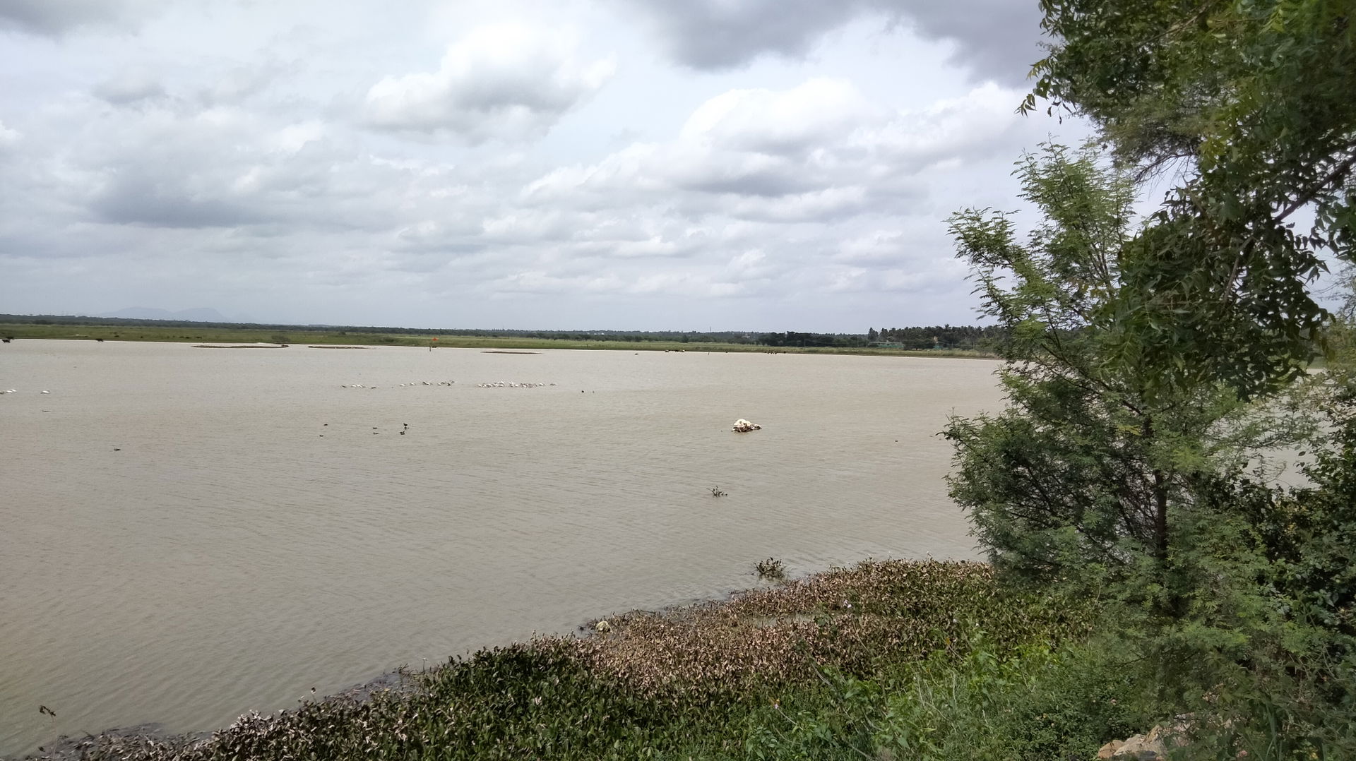 Hoskote Lake viewed from east road