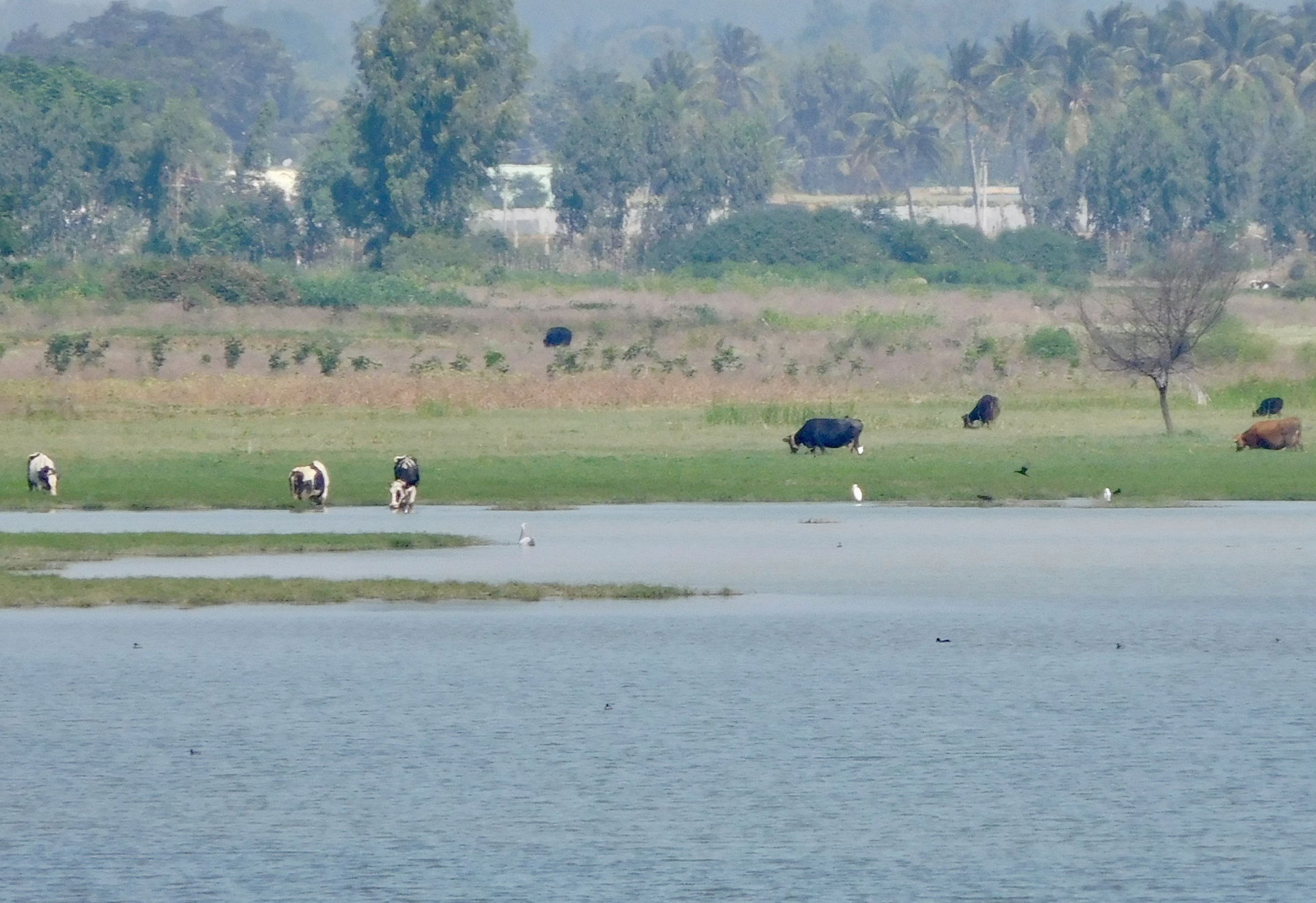 Hoskote lake, Bangalore