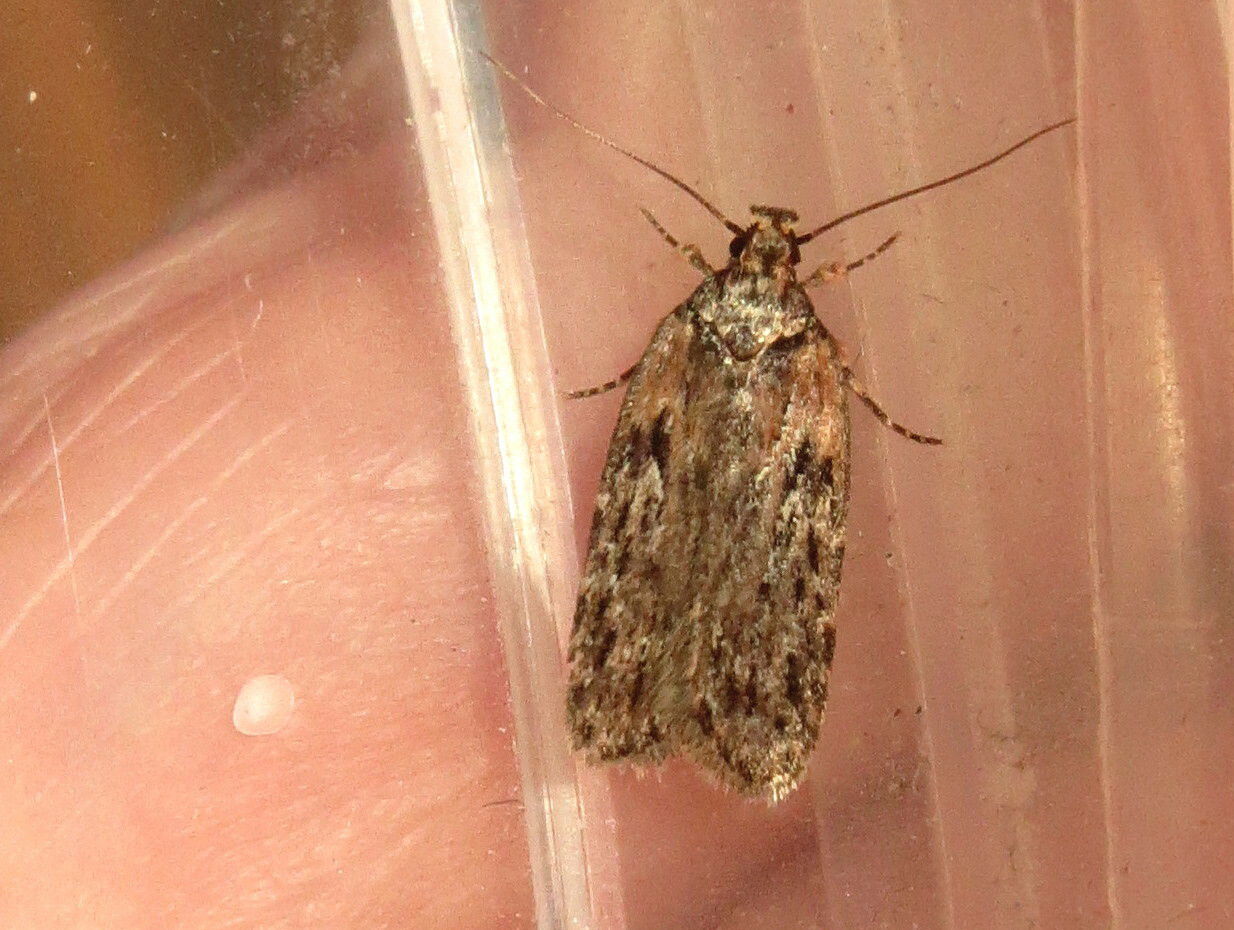 UK 0682 - 32.047
Streaked flat-body - plochuška krabilicová -…