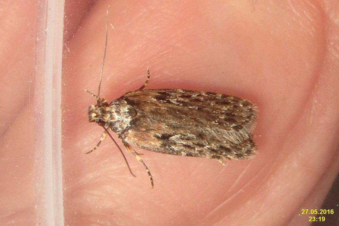 UK 0682 - 32.047
Streaked flat-body - plochuška krabilicová -…