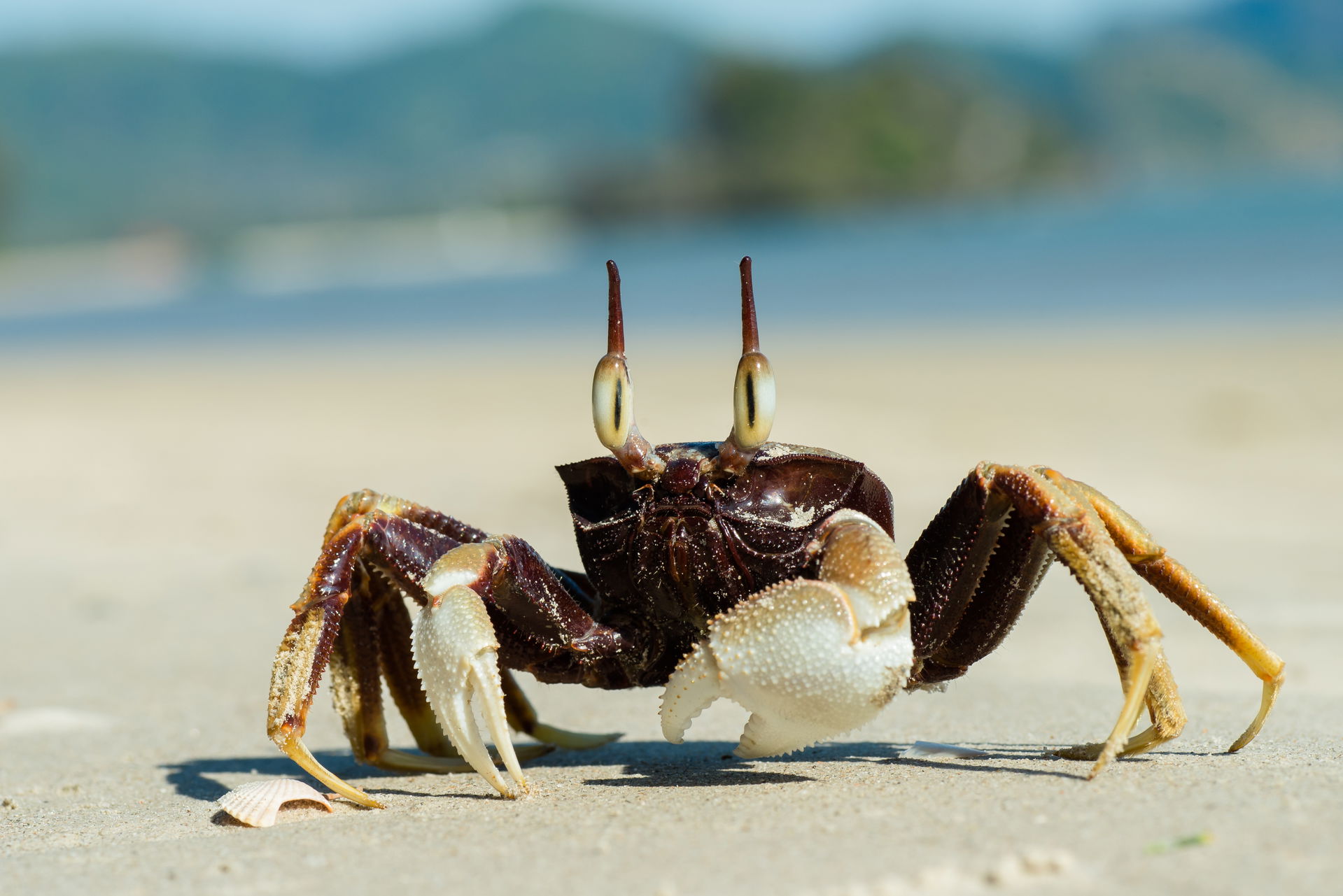 Ocypode ceratophthalma,  horned ghost crab - Krabi / Thailand.
…