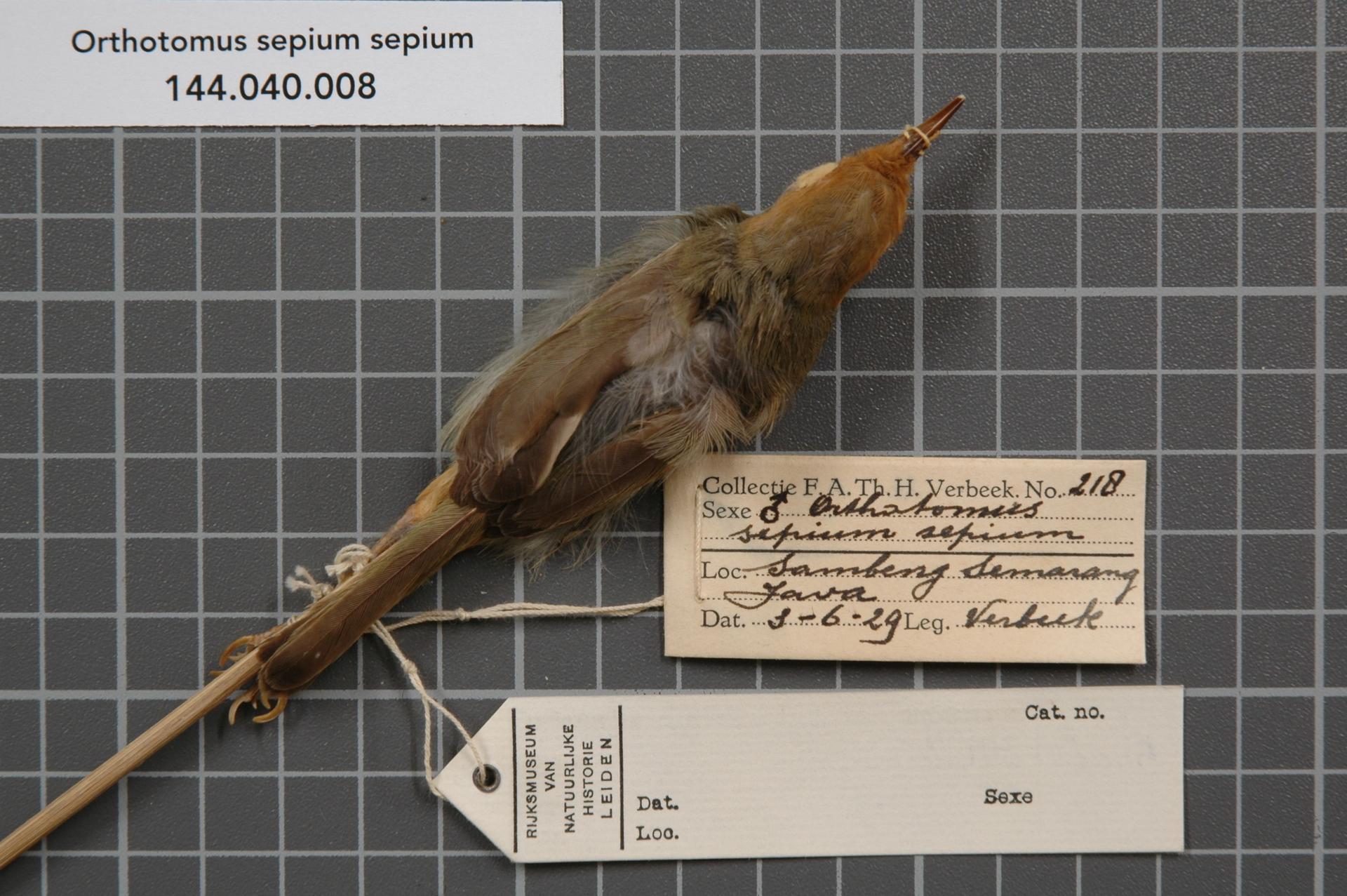 Orthotomus sepium sepium Horsfield, 1821