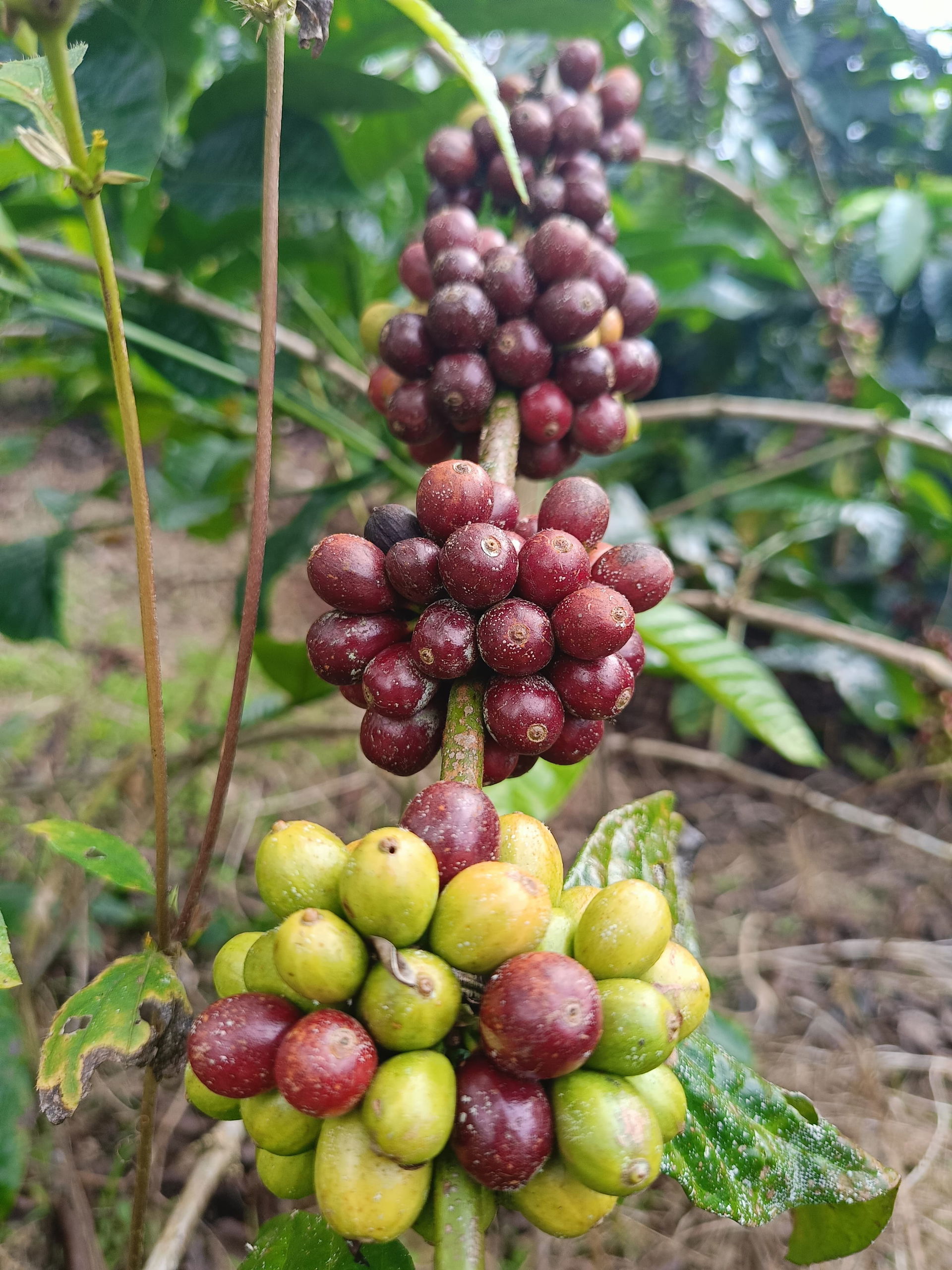 Gambar kopi mentah sebelum diolah menjadi kopi bubuk.