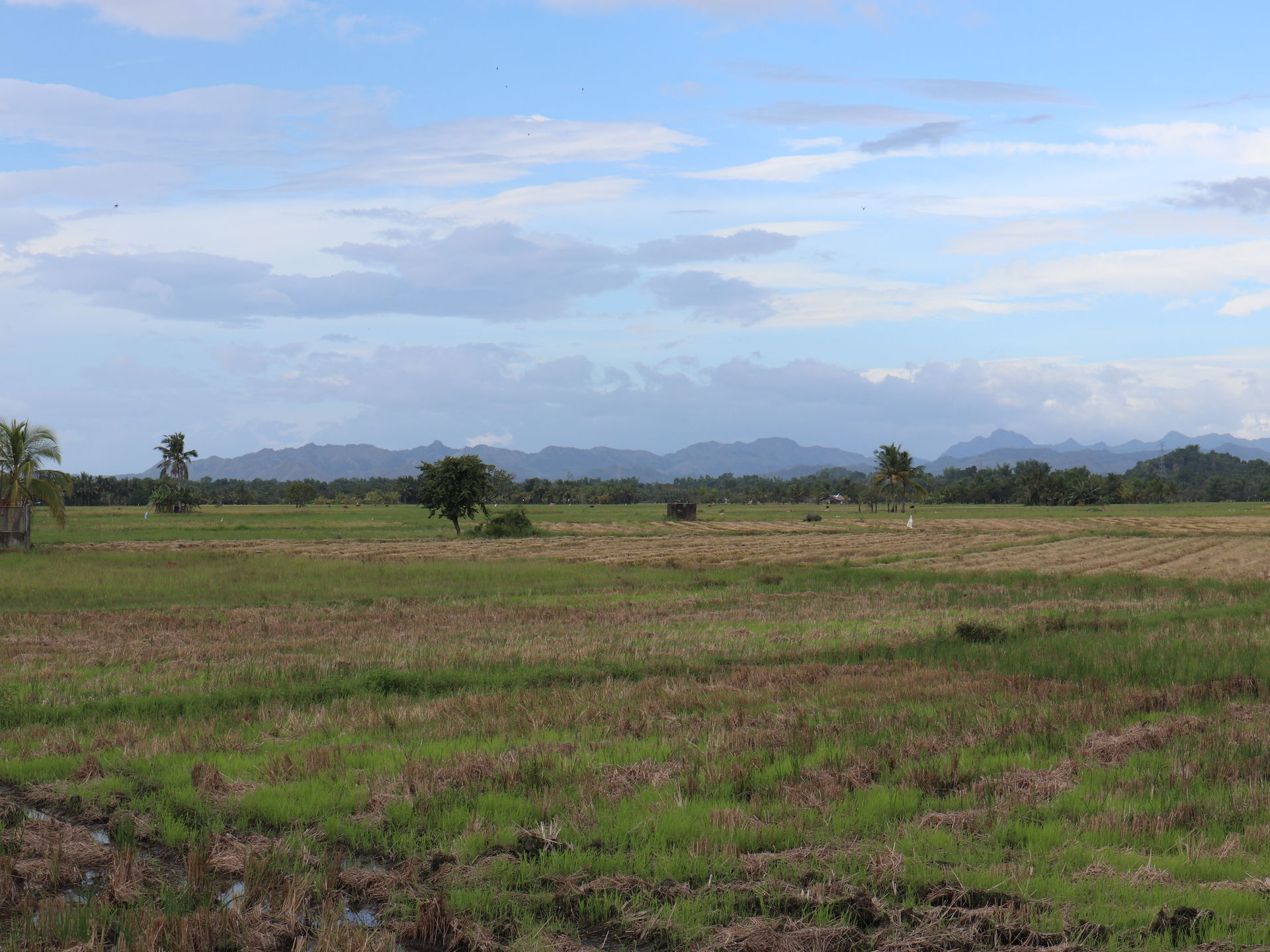 Hamtic Poblacion rice field, Iloilo-Antique Road, Hamtic, Antiq…