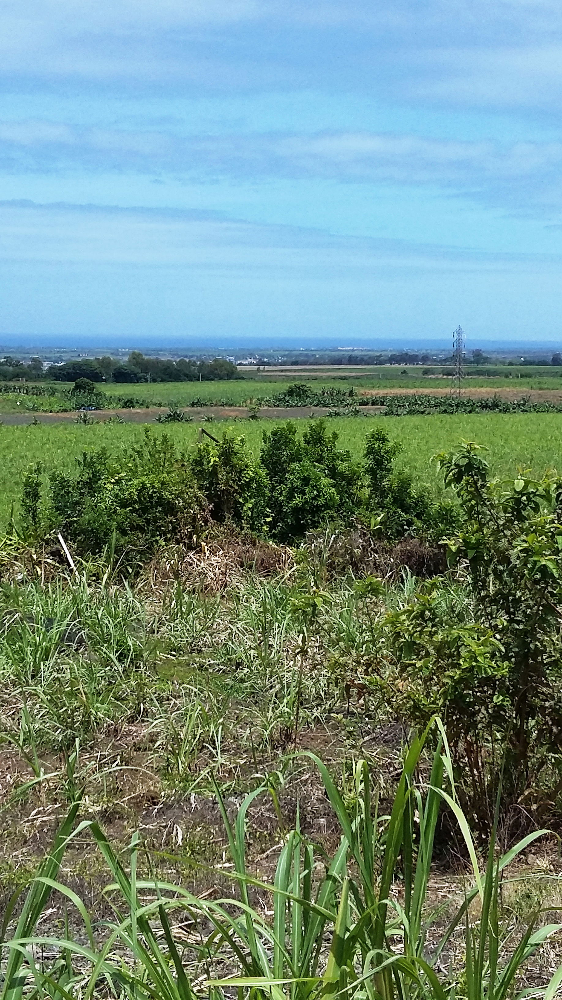 Sugarcane Landscape of Giroday Road Lalmatie Mauritius