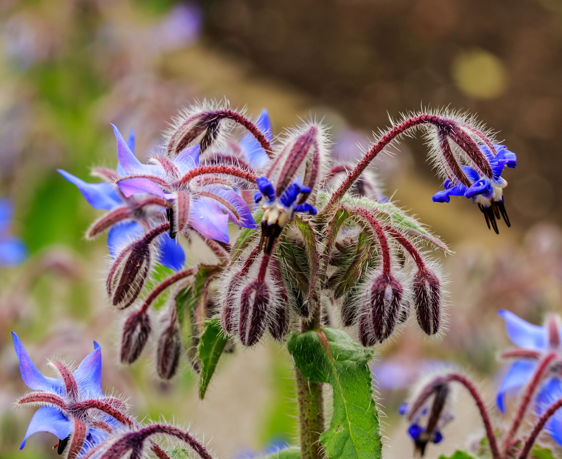 Borago officinalis. Location, The Kruidhof  in the Netherlands.