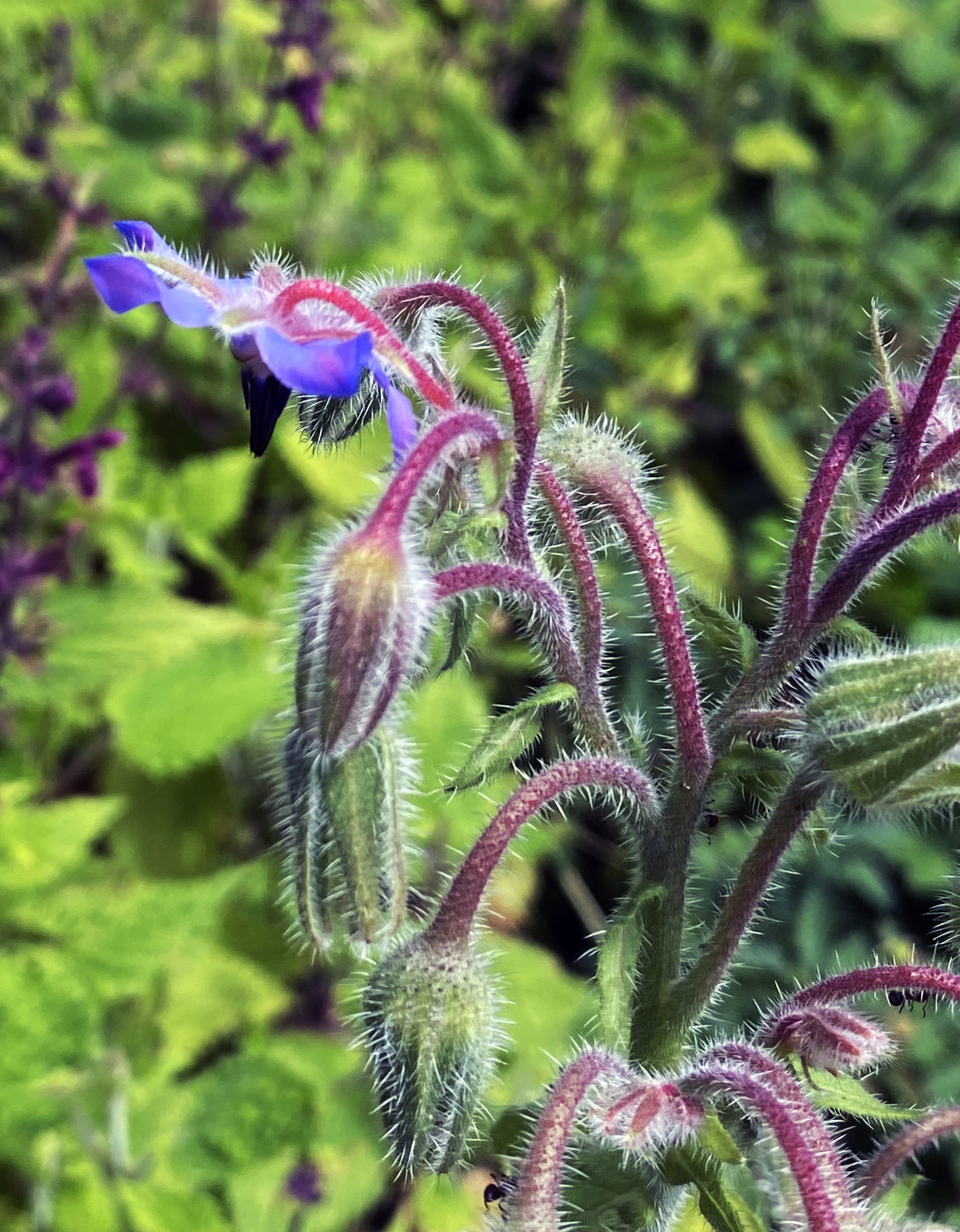 Borretsch (Borago officinalis), auch als Gurkenkraut bezeichnet…