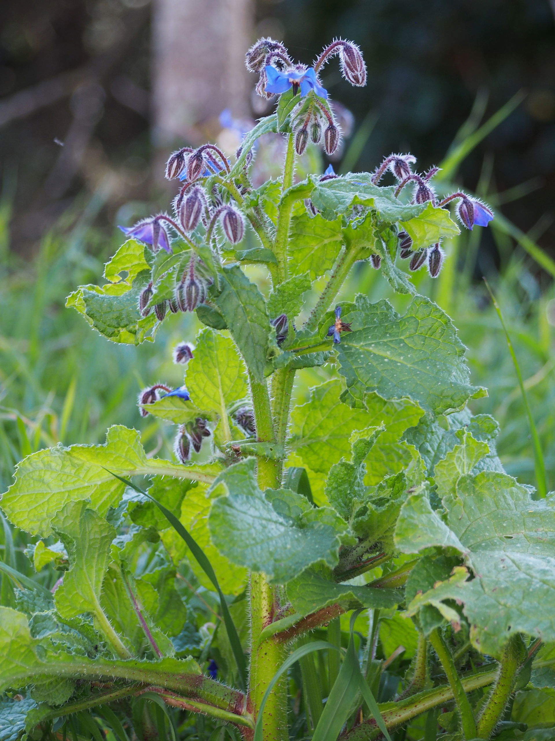 Borage (Borago officinalis), Erice, Sicily, Italy.