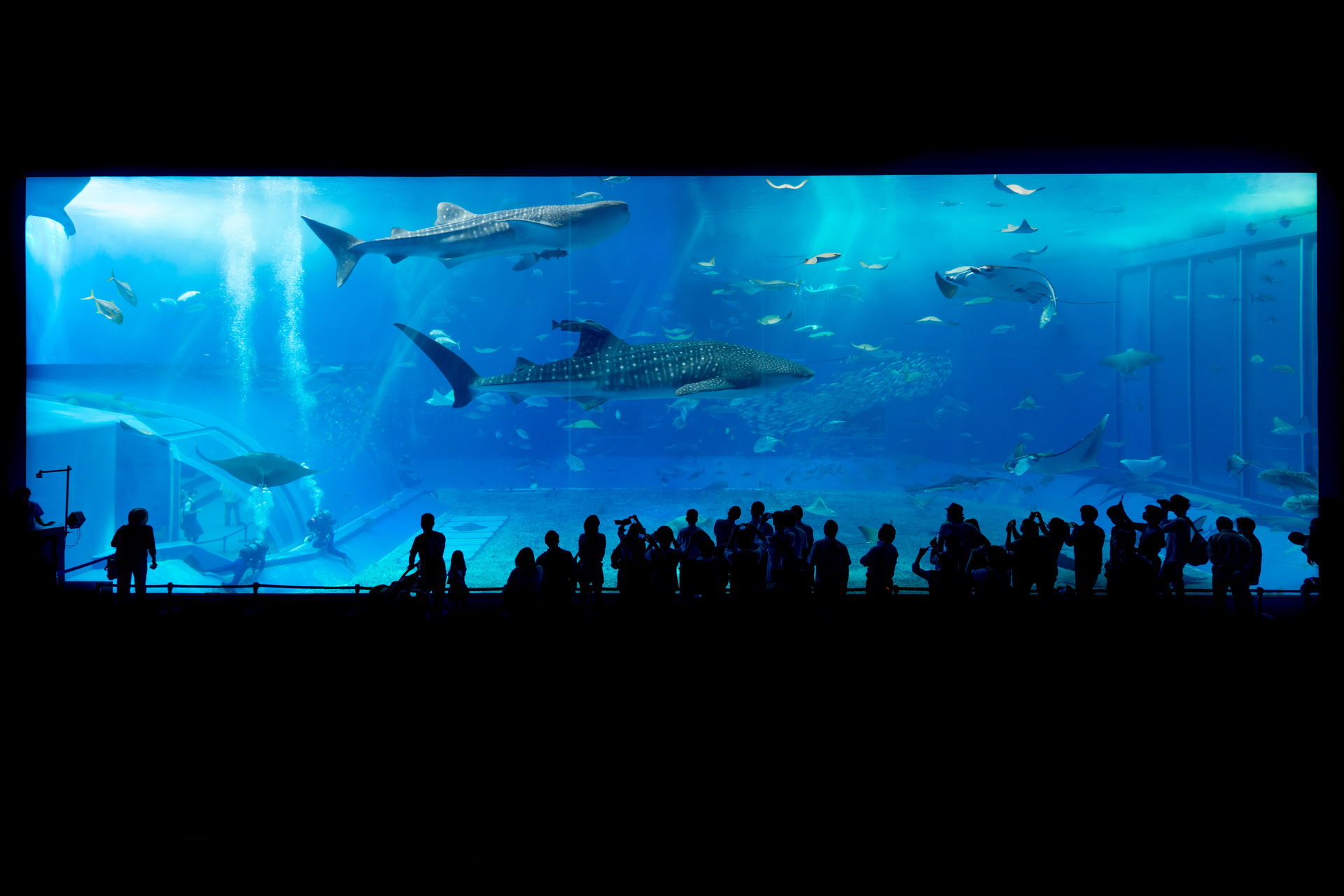 The Kuroshio Sea, the main tank of the Okinawa Churaumi Aquariu…