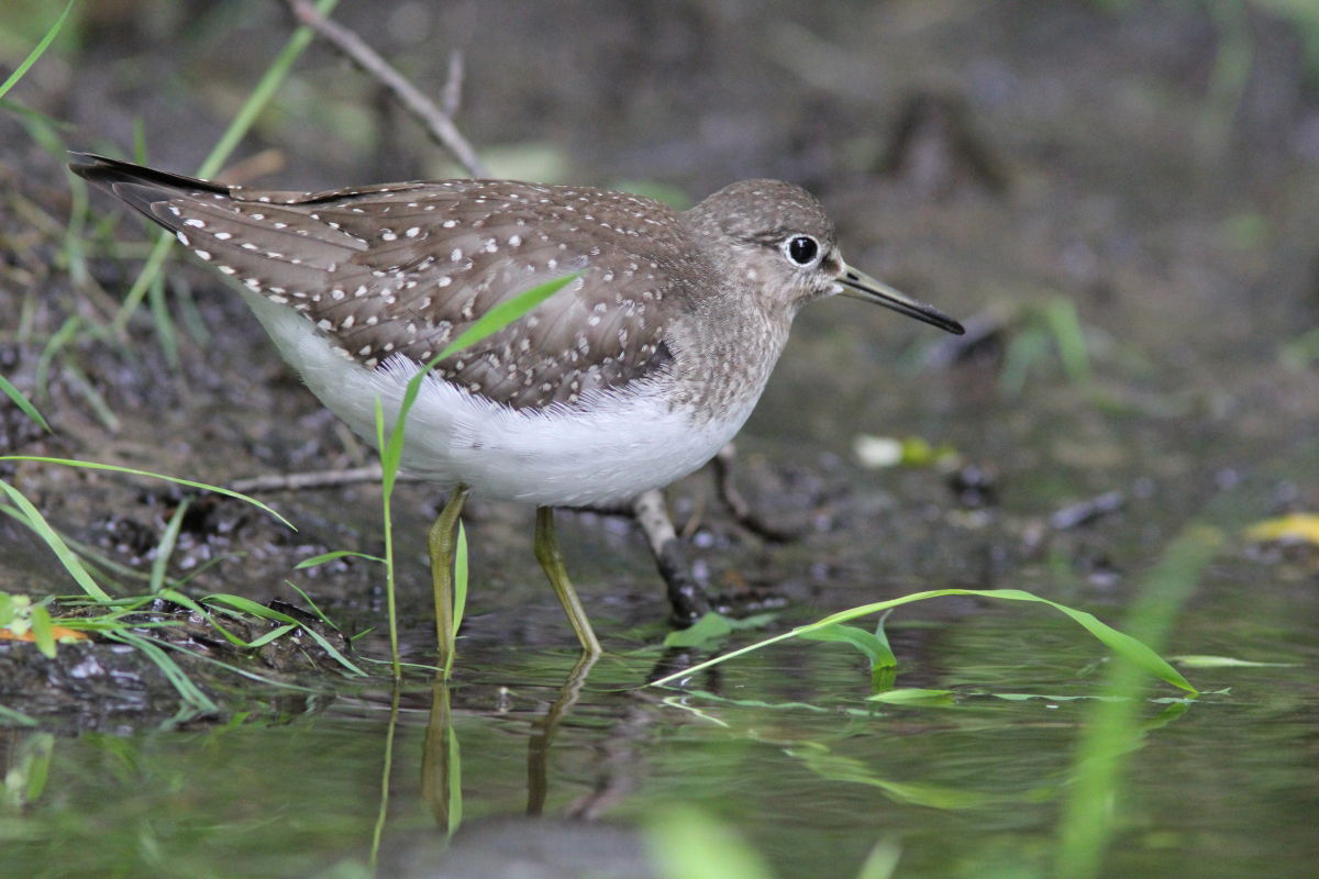 Solitary Sandpiper, juvenile, Rockford, MI, August 11, 2012