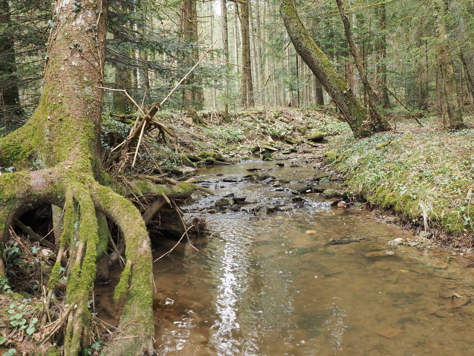 Spraitbach (linker Zufluss der Lein), nahe Leinhaus. Blickricht…