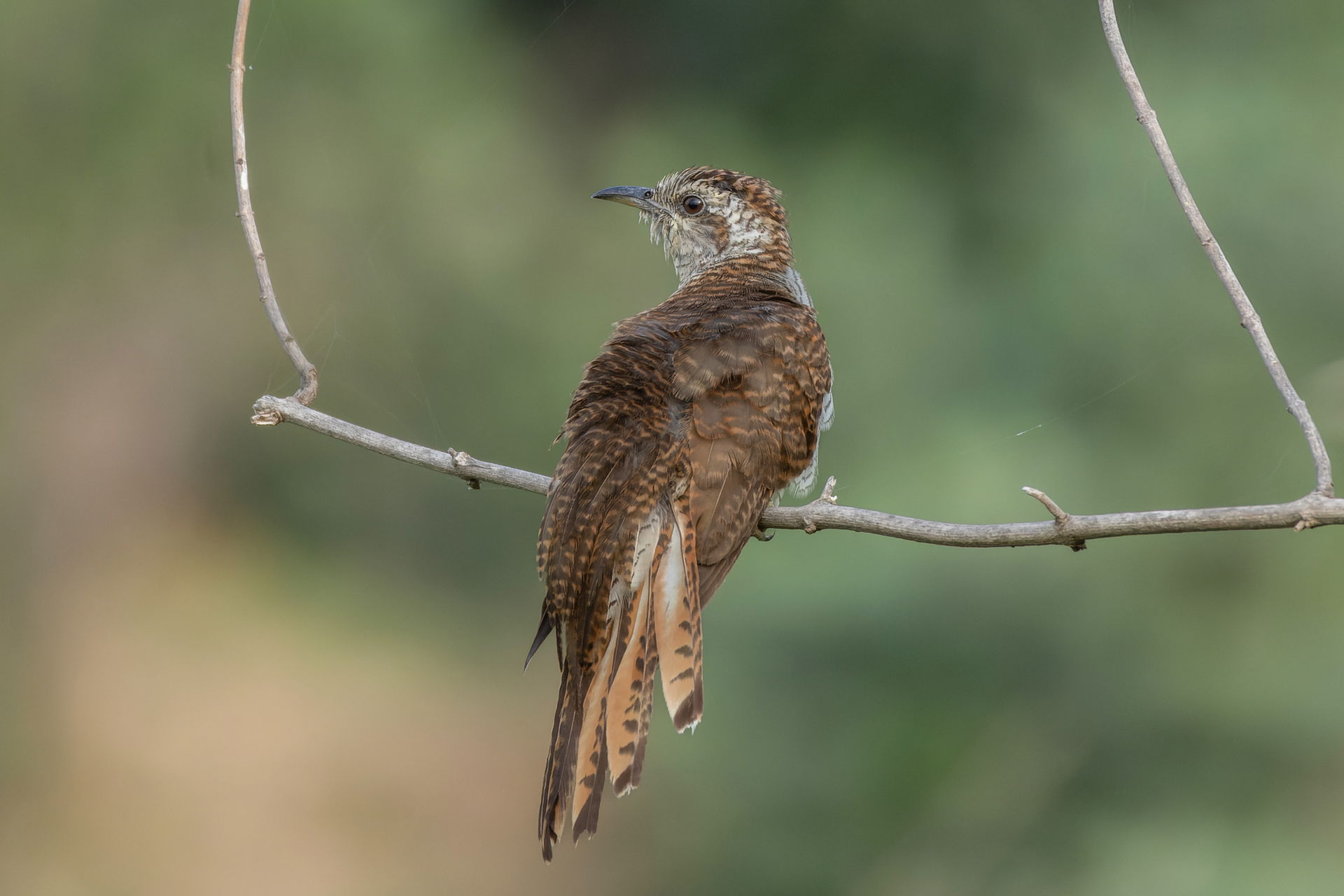 Banded Bay Cuckoo (Cacomantis sonneratii, Cuculidae, Cuculiform…