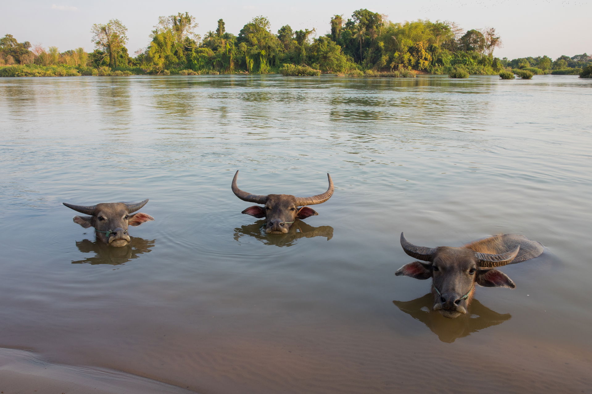 Three Bubalus bubalis (water buffaloes) bathing in the Mekong i…