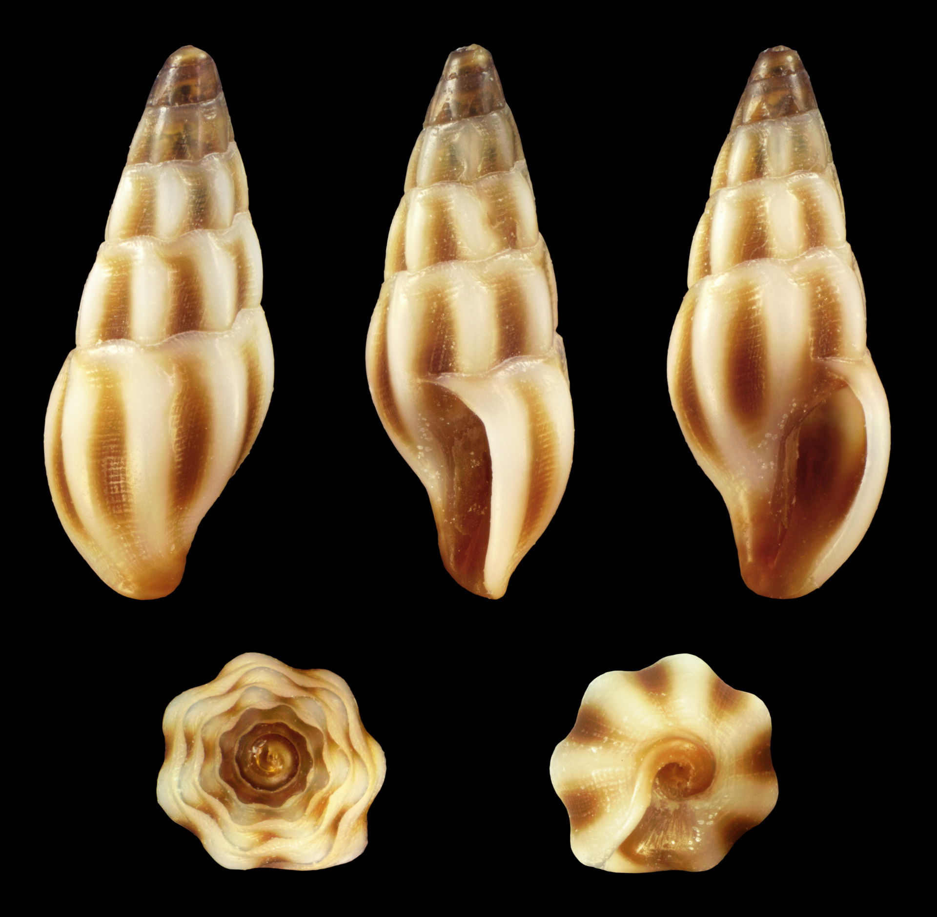 Bela oceanica (Locard, 1892); Length 0.6 cm; Originating from P…