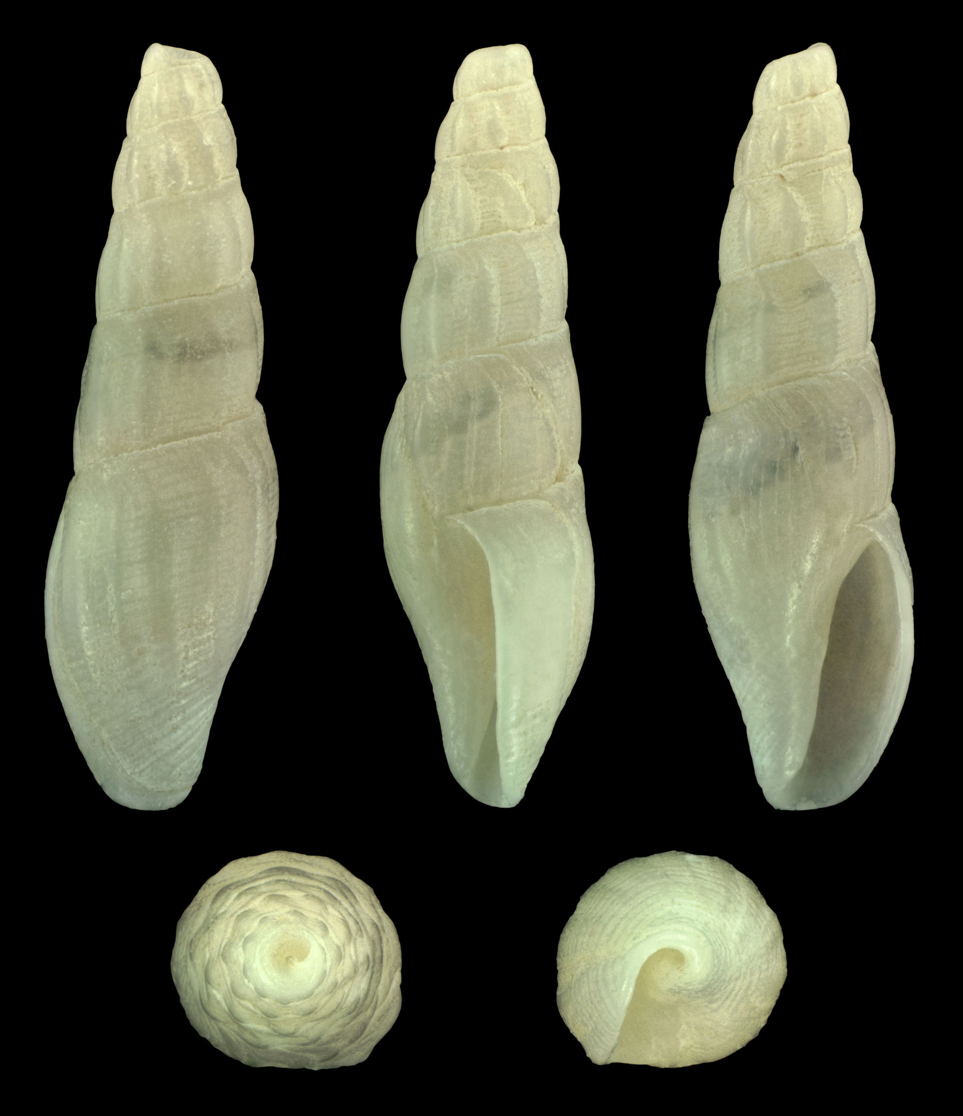 Bela powisiana (Dautzenberg, 1887); Length 0.88 cm; Originating…