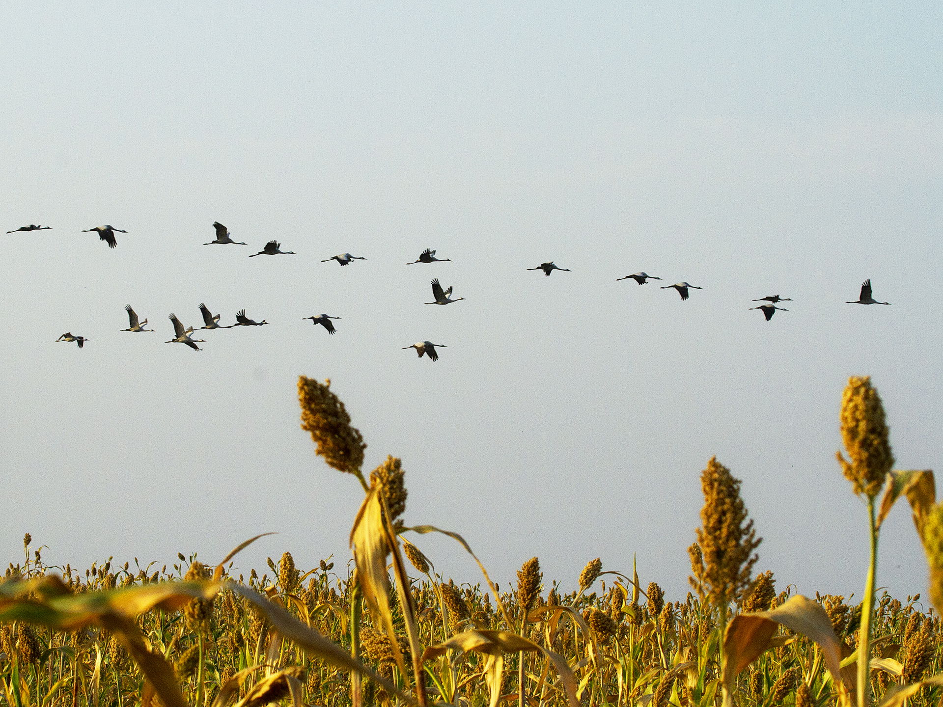 Common Cranes in Siruguppa, Karnataka state, South India in Feb…