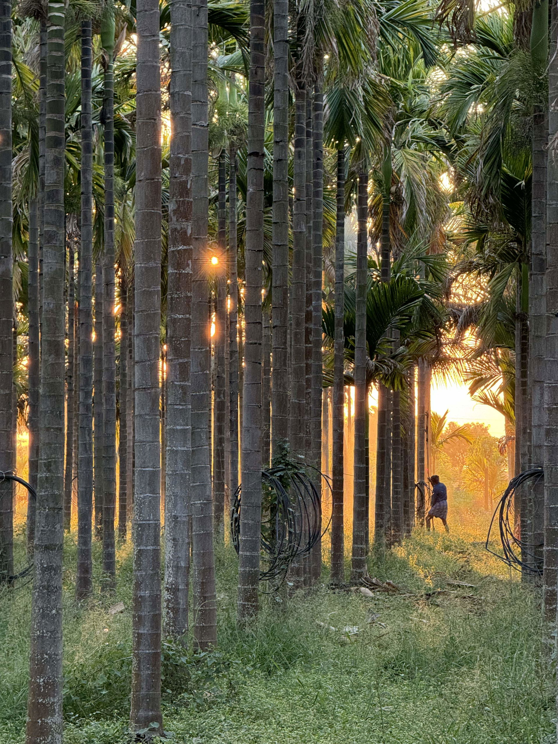 Arecanut plantation at Harapanahalli Karnataka
