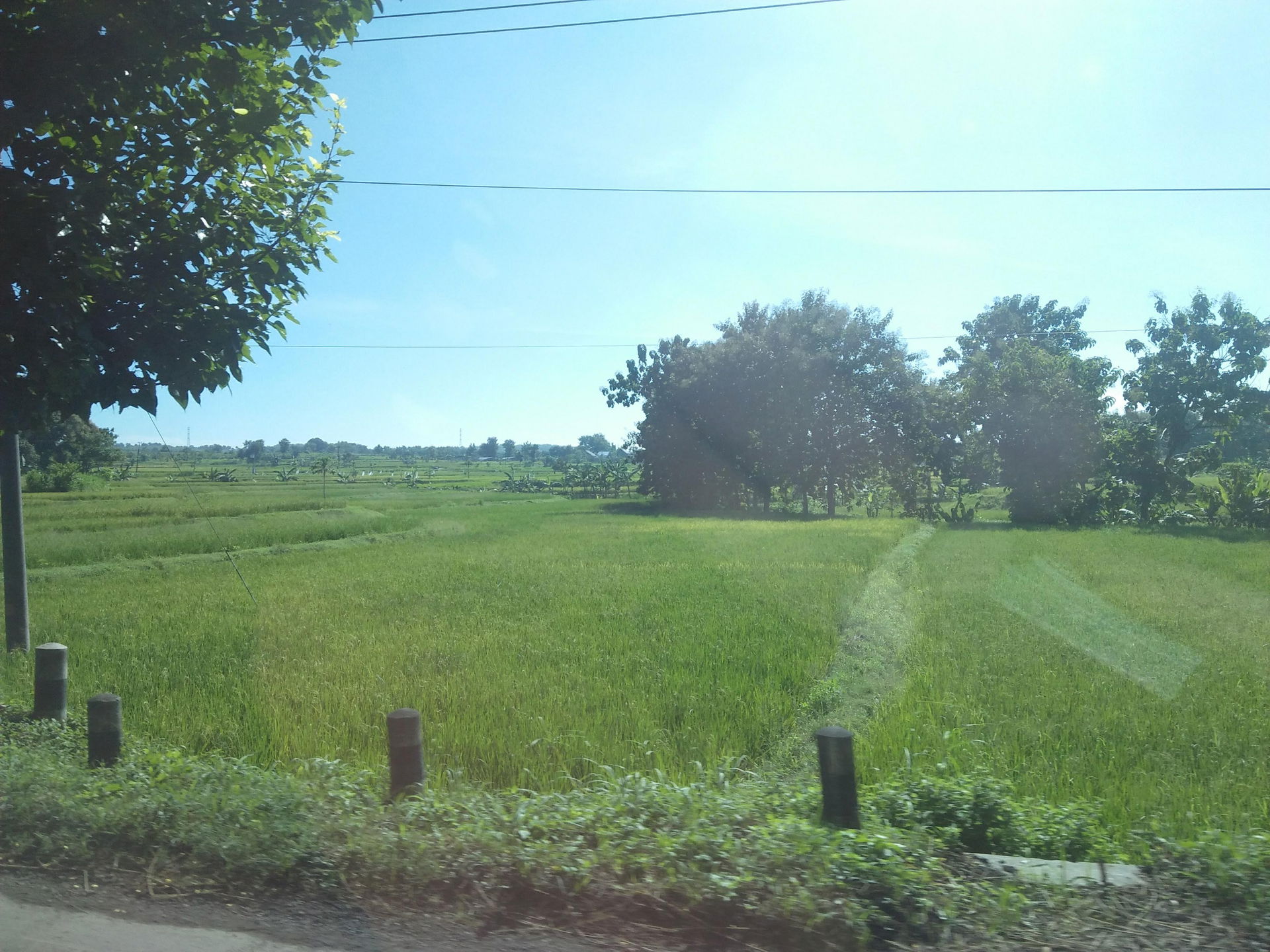 Pemandangan sawah di Ngimbang, Lamongan. Jalur menuju Babat, Tu…
