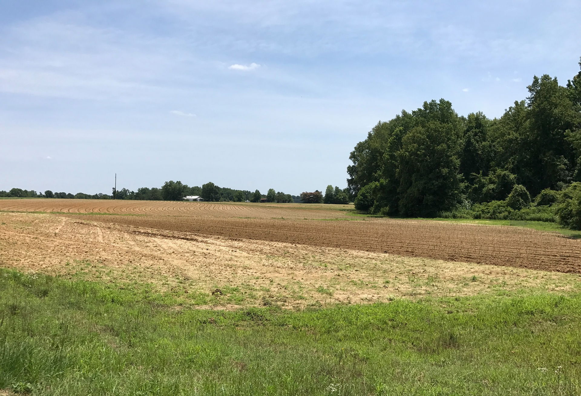 Sweetpotato field in Willow Spring, North Carolina, with young …