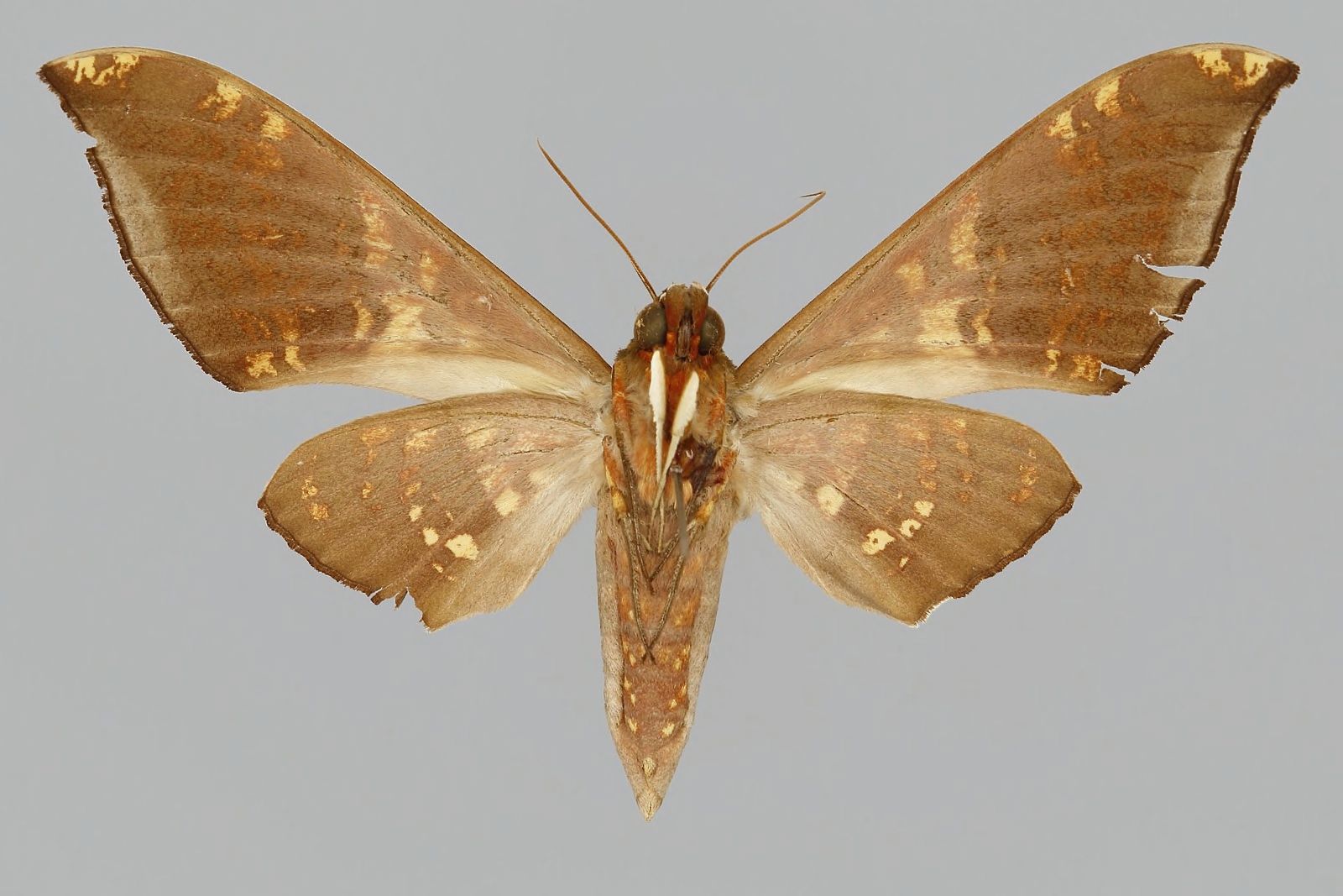 Ambulyx flava, female, underside. Philippines, Mindanao, South …