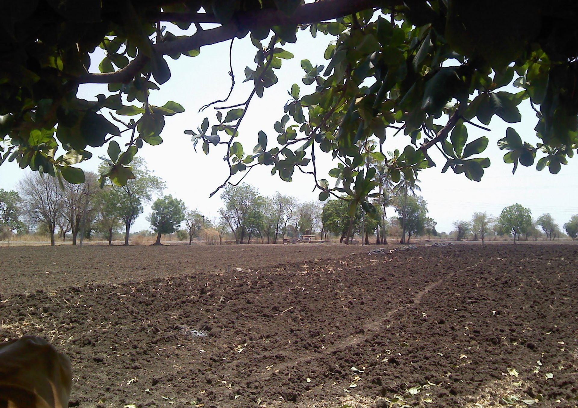A farm in Hingna Balapur (New)