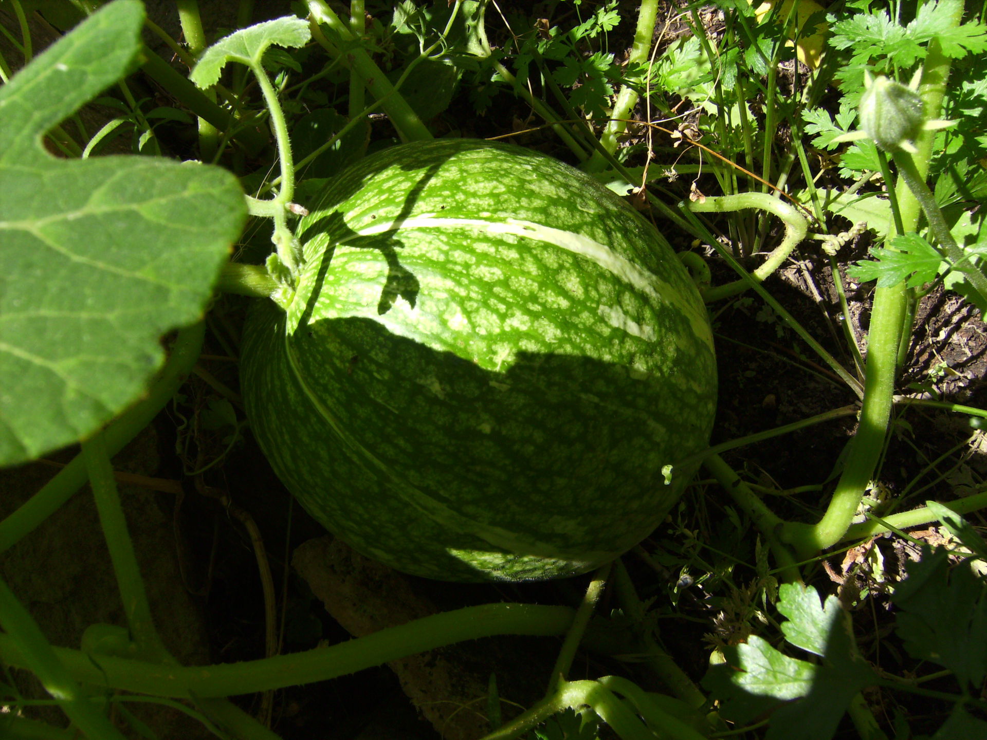 Cucurbita ficifolia cultivated plant, Castelltallat, Catalonia