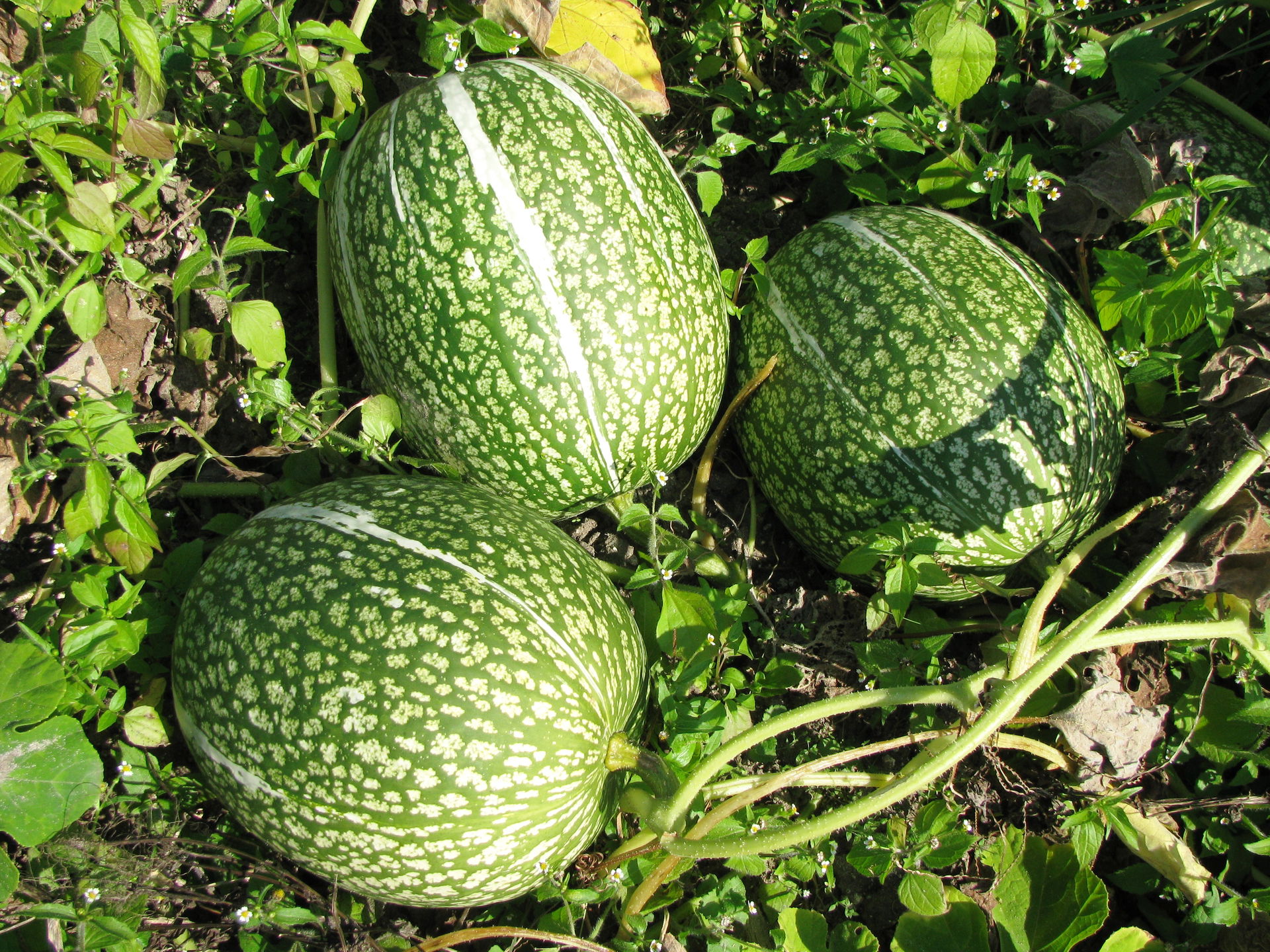 Photo Cucurbita ficifolia - Fruits of black-seed squash