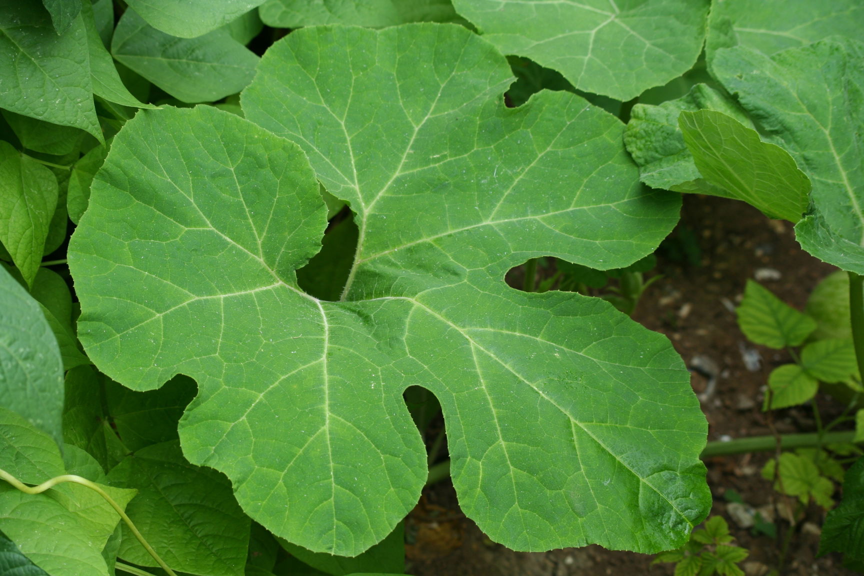 Feuille de courge de Siam (Cucurbita ficifolia)
