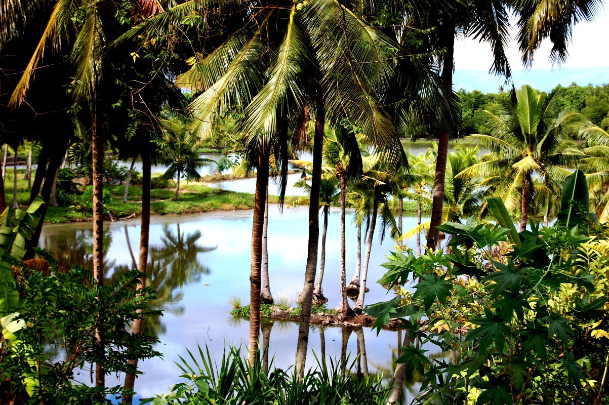 Fish pond, Badian, Cebu, Philippines