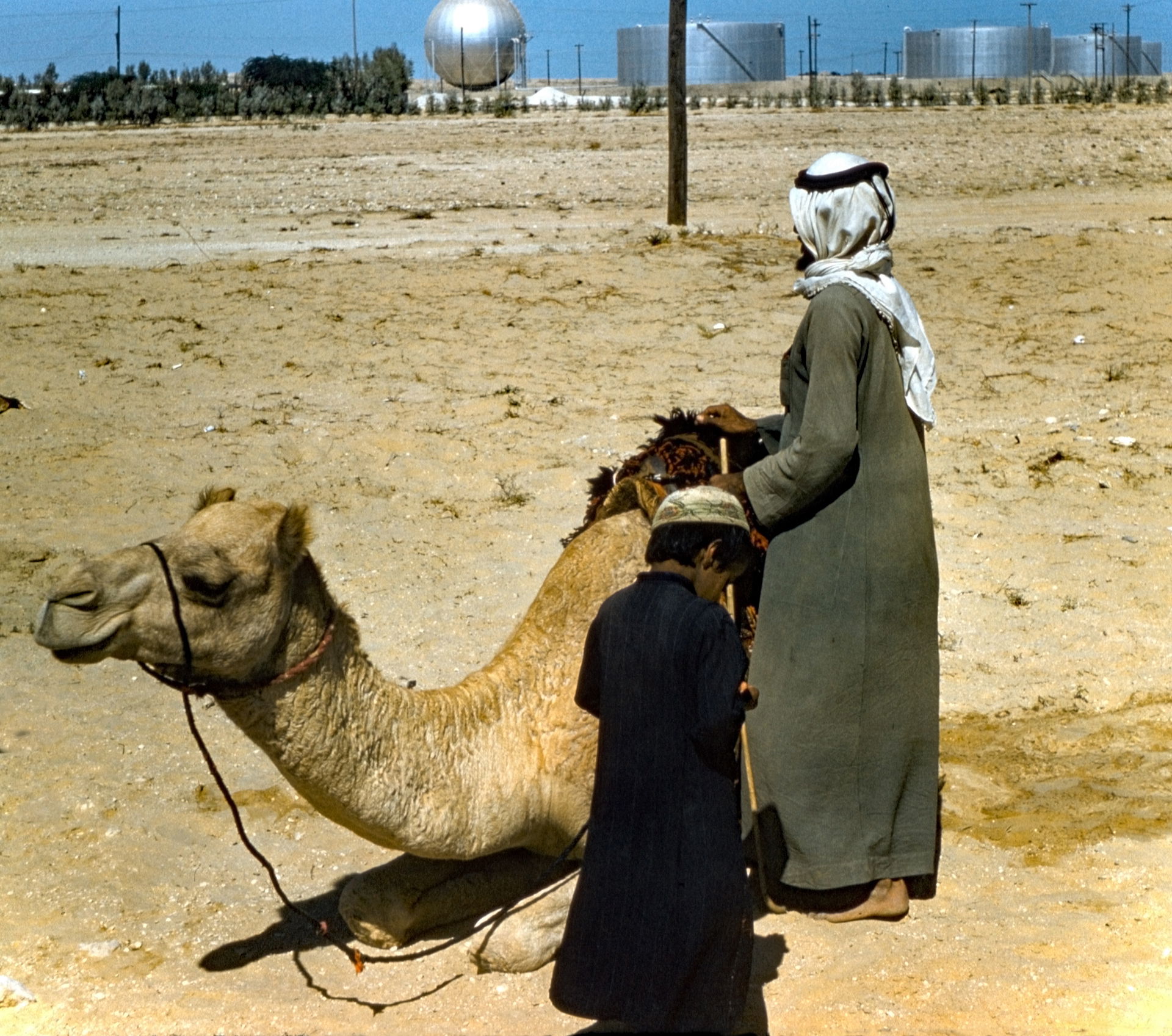 Camel brought onto Dhahran Air Base for showing and for rides f…