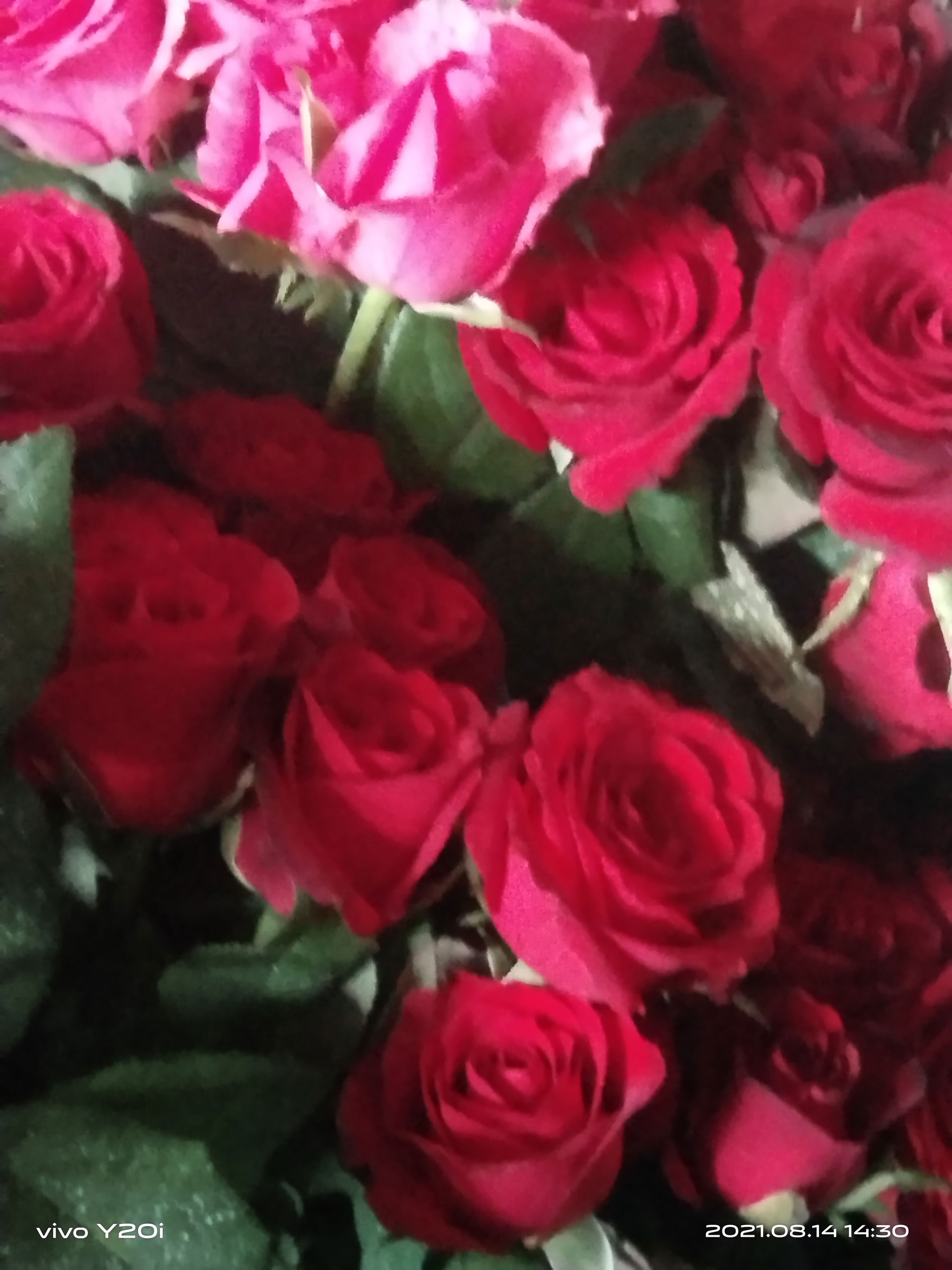 Rose at Montevista,Davao de Oro.jpg