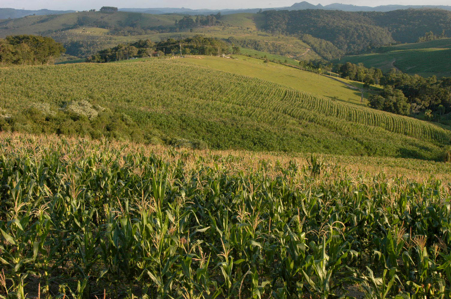 Plantação de milho em Medianeira (PR), Brasil.