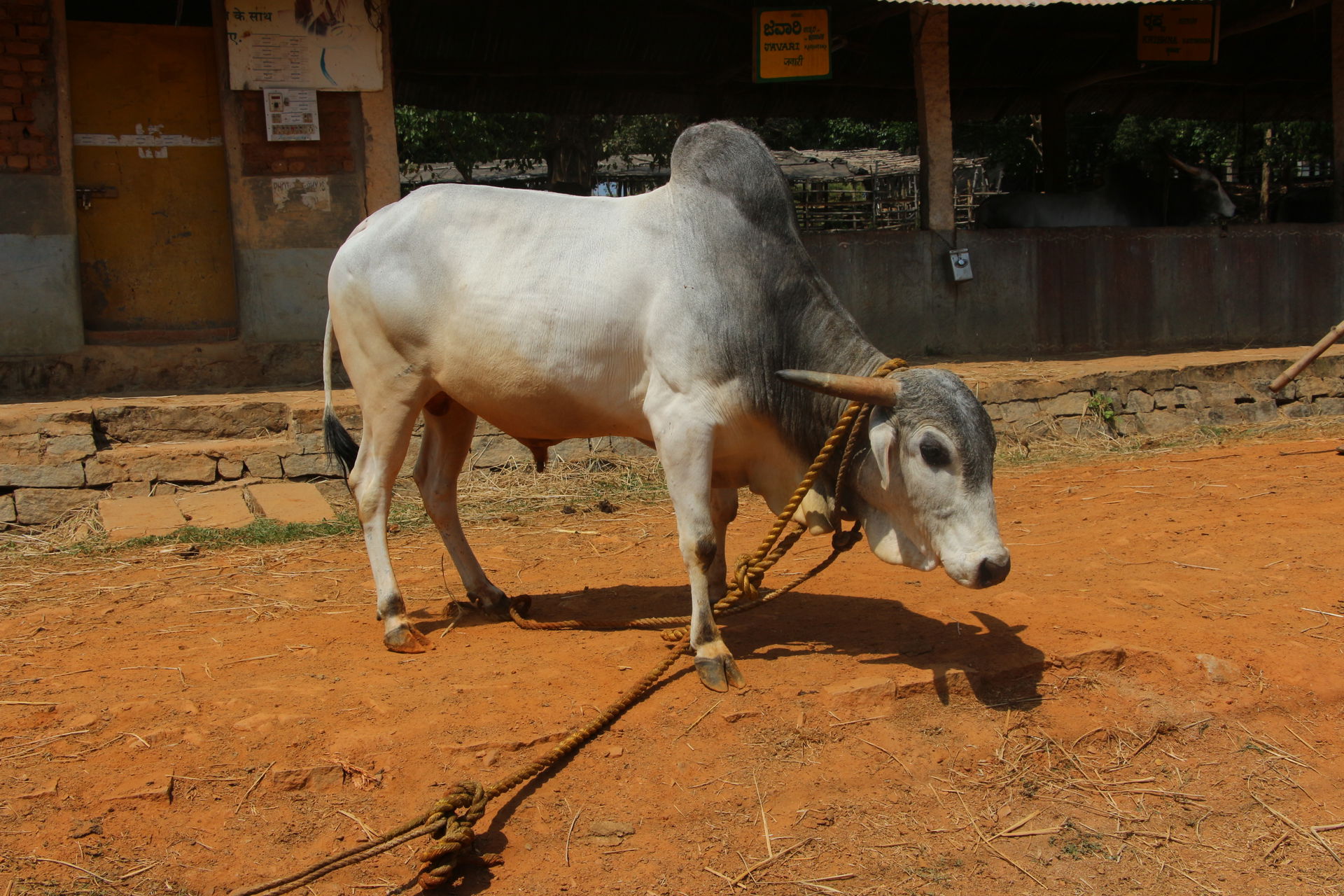 Indian cow breed Gaolao
