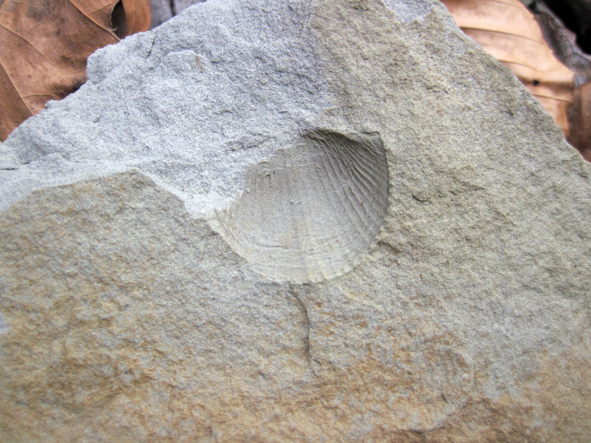 Fossil brachiopod in sandstone from the Mississippian of Ohio, …