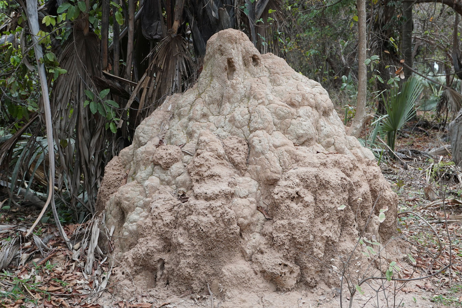 Termite mounds in Bijilo Forest Park, The Gambia