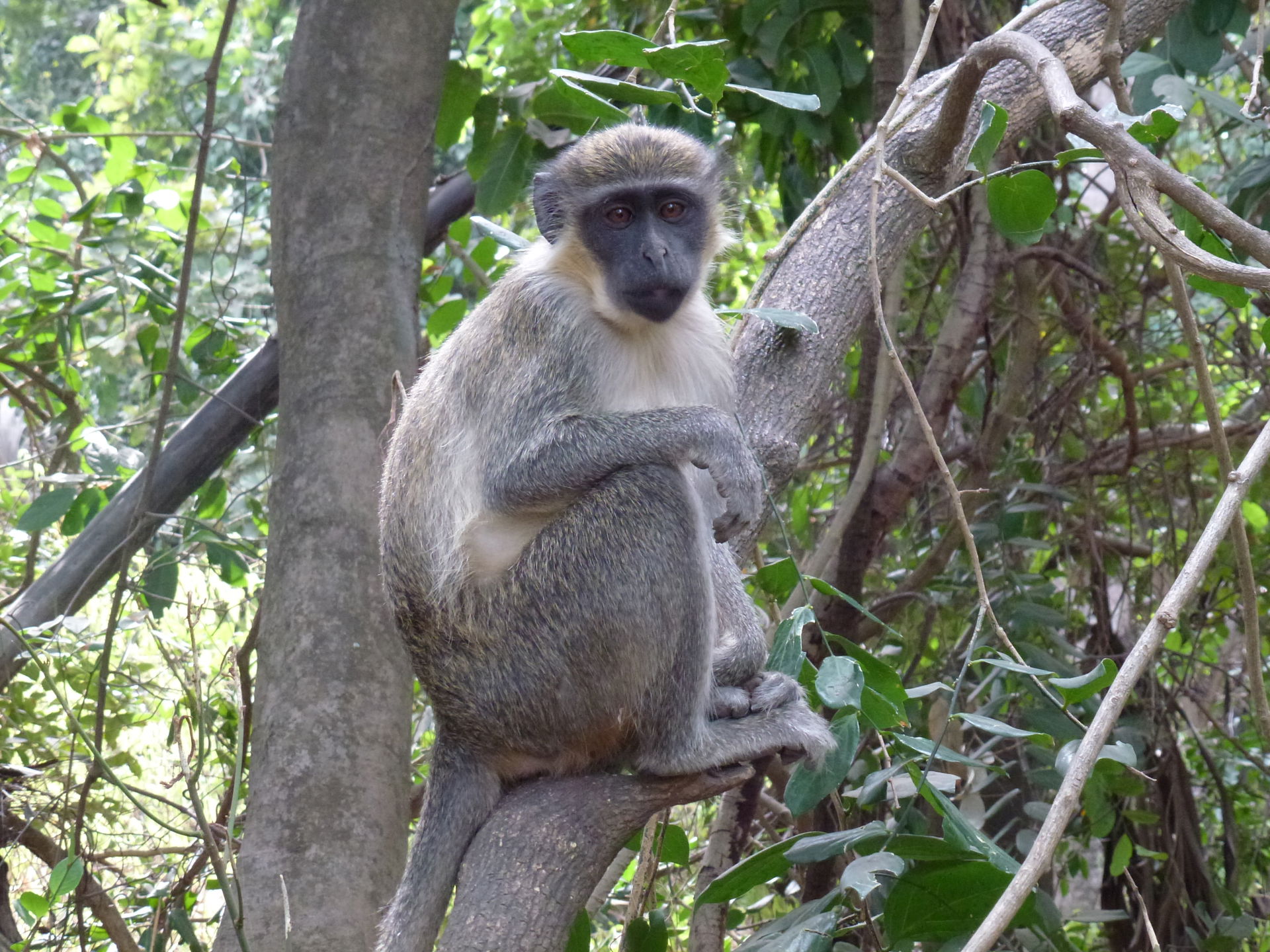 Scimmia nel Bijilo National Park, Serrekunda, Gambia