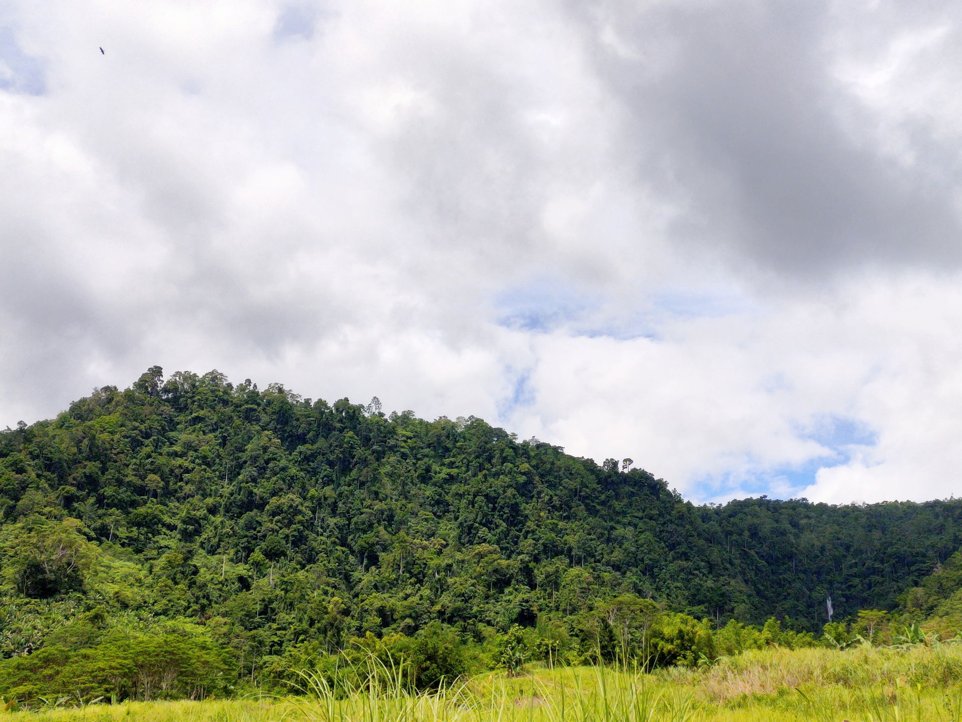 This forest represents the untouched mountain and the guards wh…