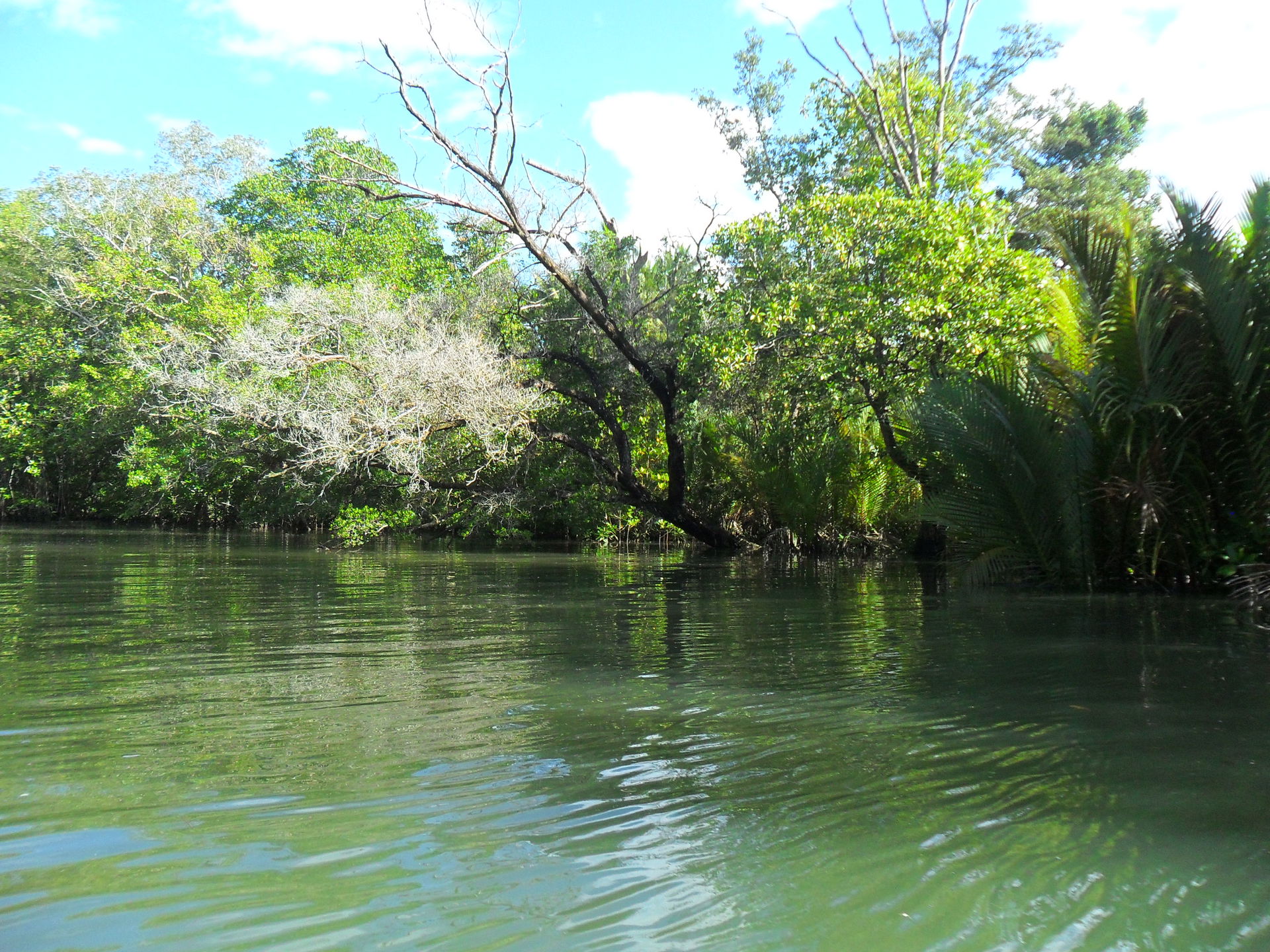 Piso Point is where overhanging mangrove trees (of different sp…