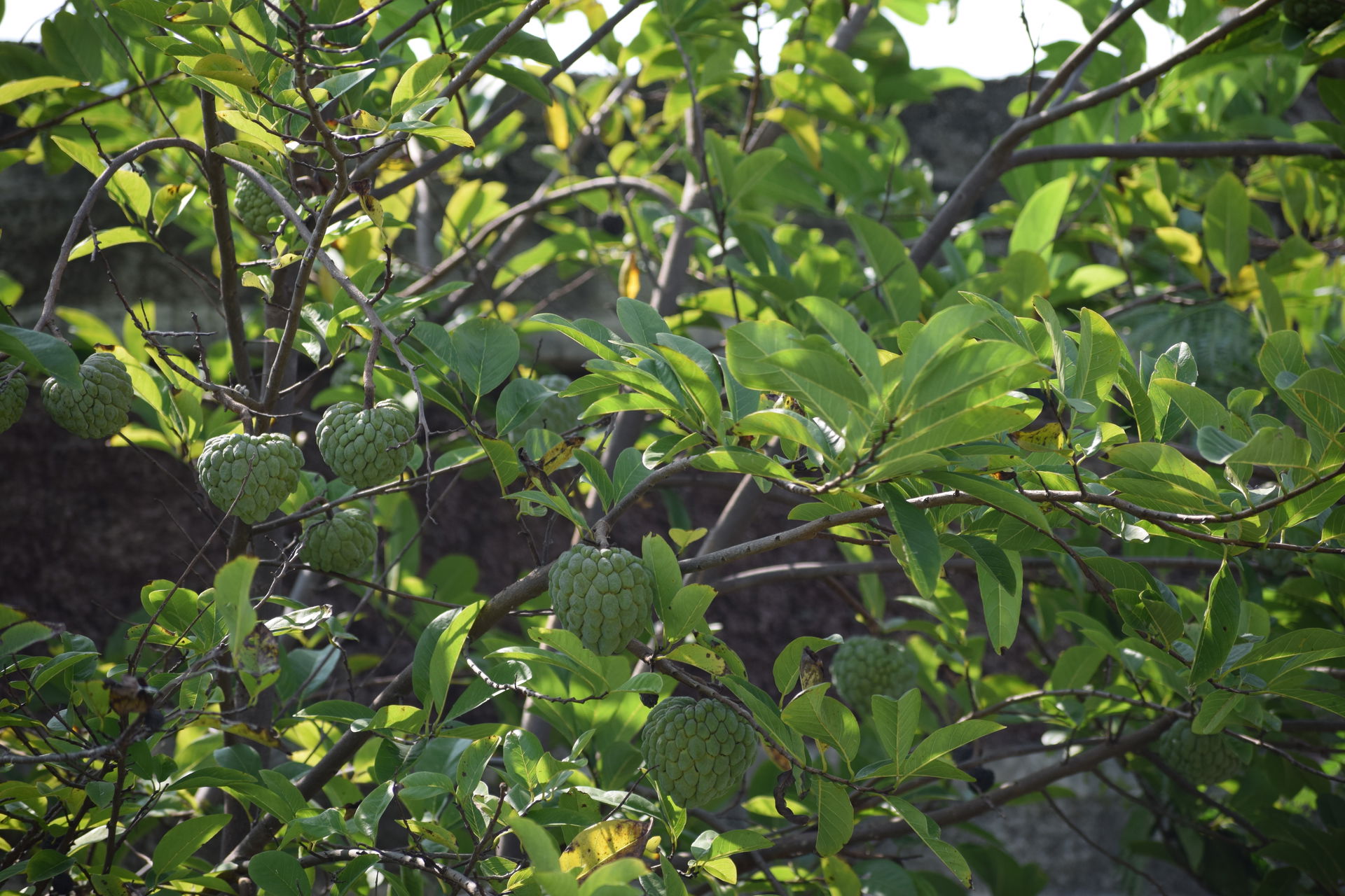 Annona squamosa, a tree at community biodiversity park, village…