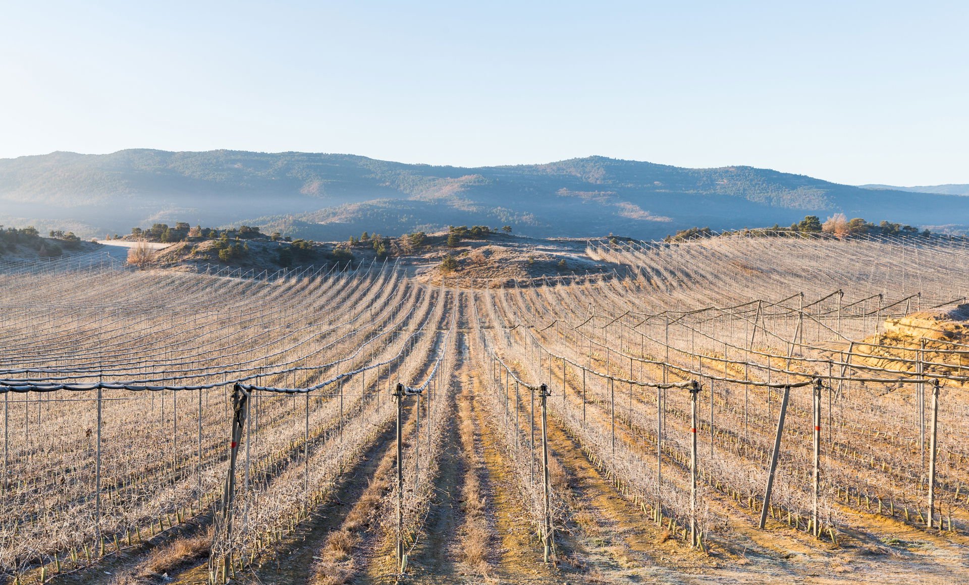 Landscape of frozen vineyards near Castillo de Lerés, province …