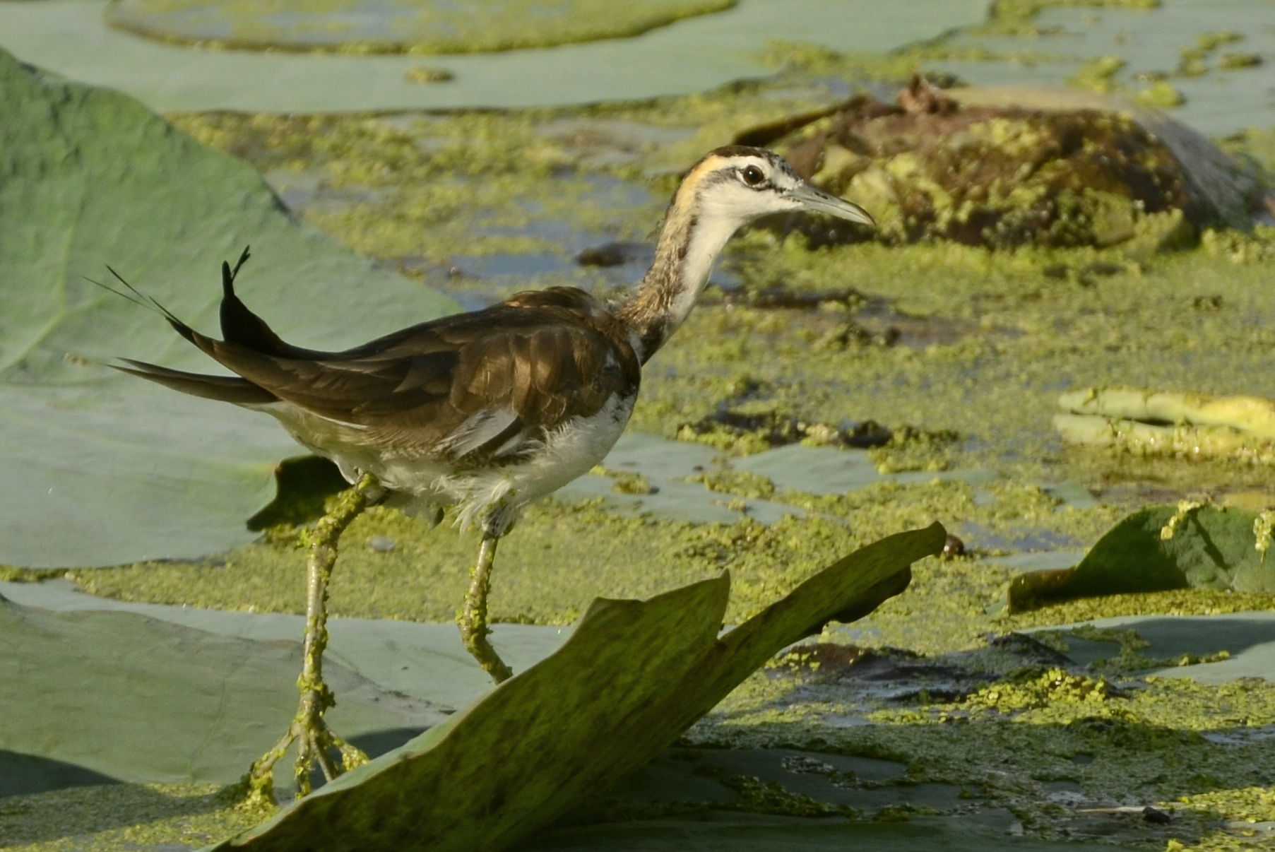 Pheasant-tailed jacana (Hydrophasianus chirurgus) from Aranthan…