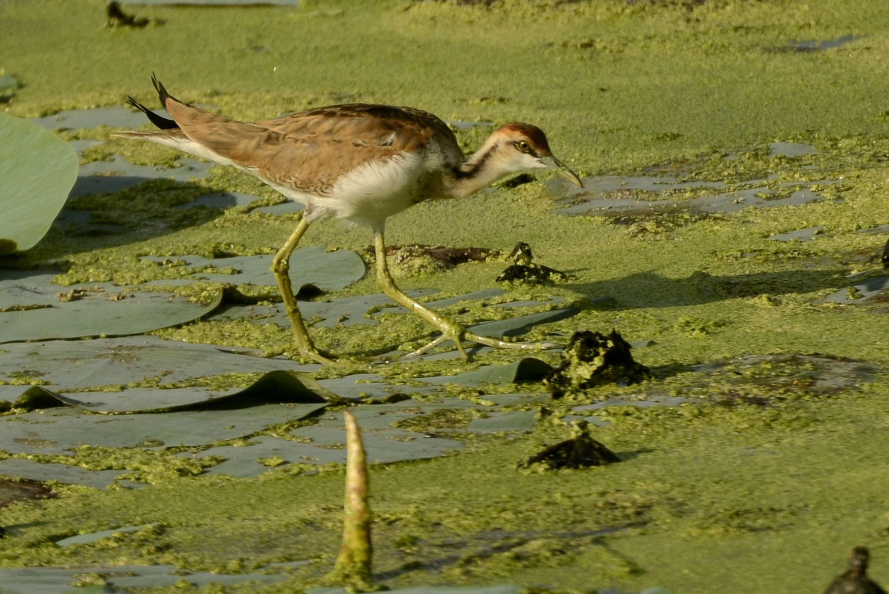 Pheasant-tailed jacana (Hydrophasianus chirurgus) from Aranthan…