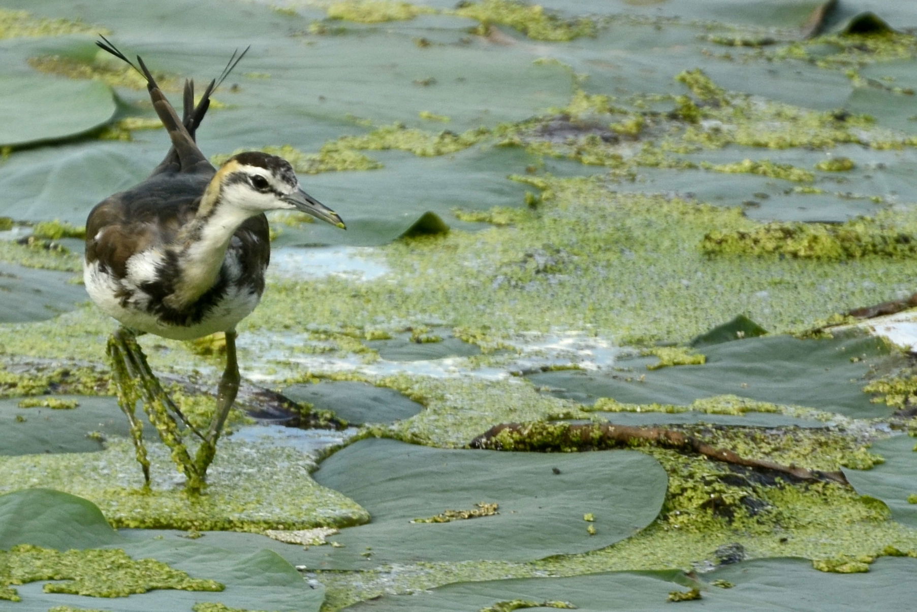 Pheasant-tailed jacana (Hydrophasianus chirurgus) from Aranthan…