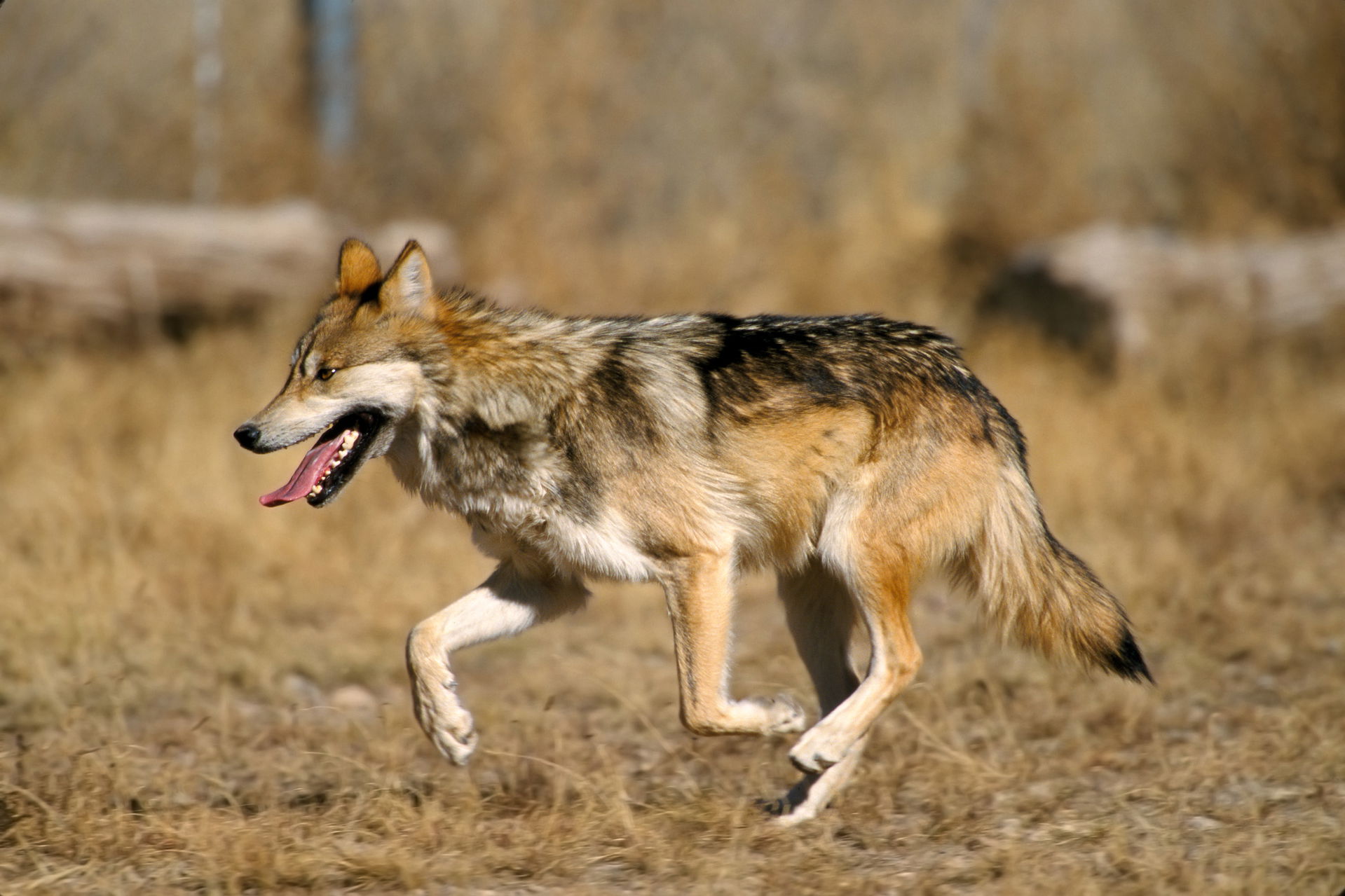 Captive Mexican Wolf at Sevilleta National Wildlife Refuge, New…