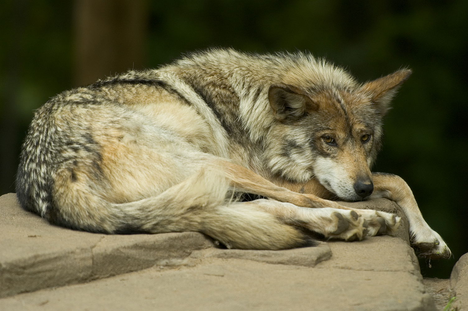 Shot at the Minnesota Zoo.  A critically endangered Mexican Gra…