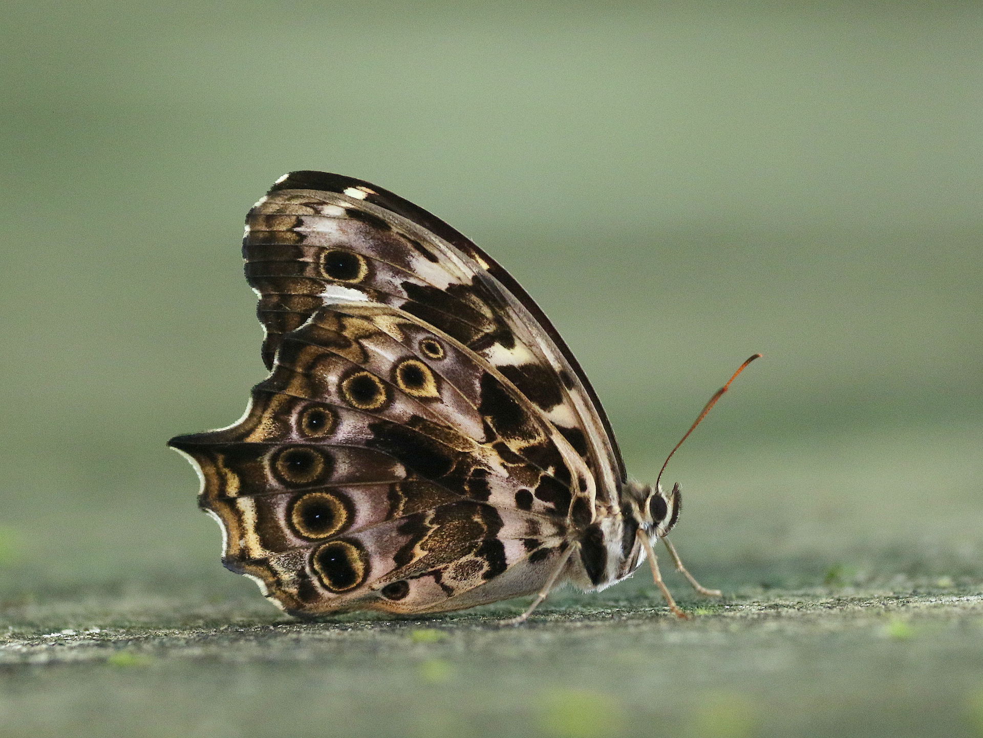 Close wing basking position of Neope bhadra (Moore,1858) – Tail…