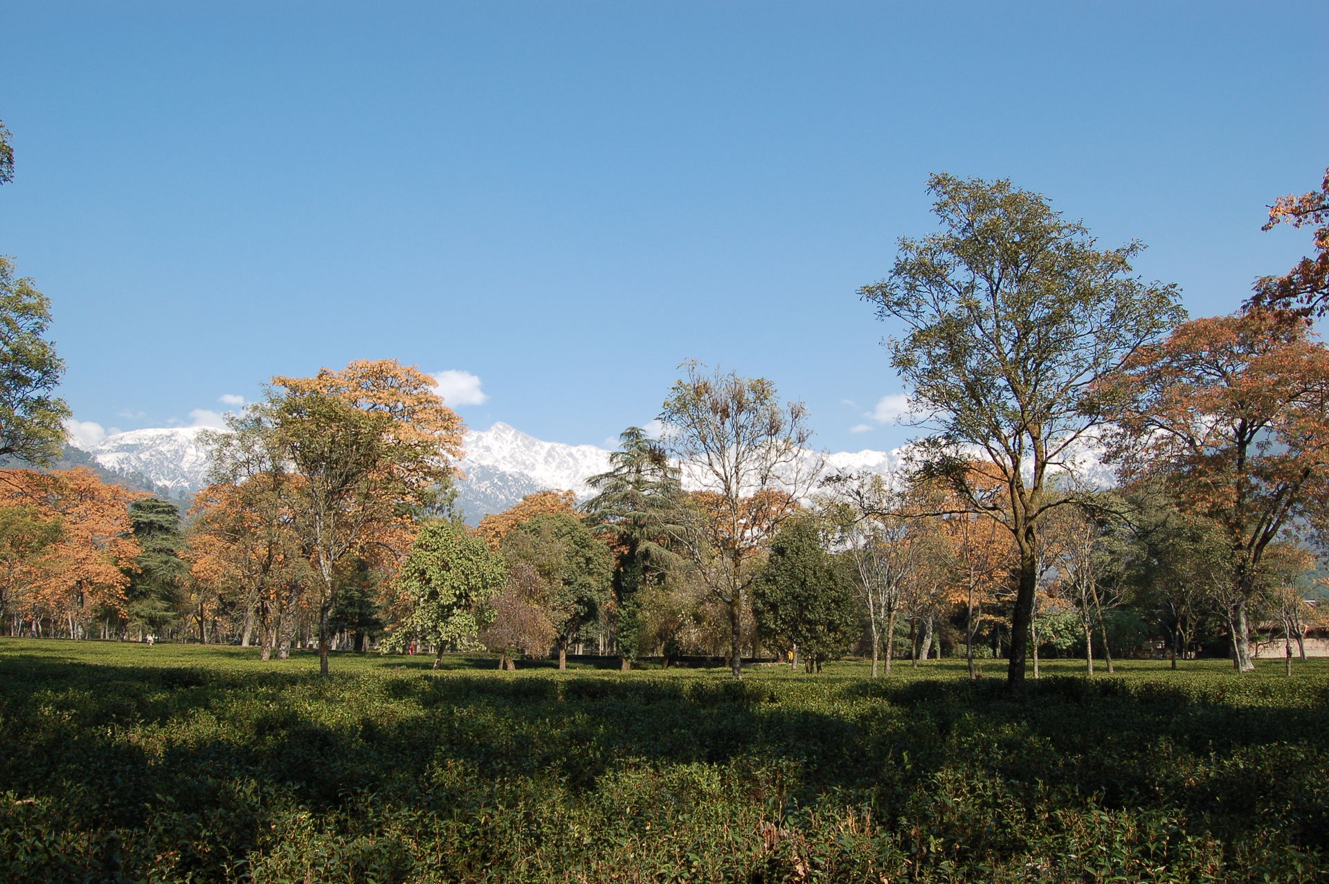 Mountains, trees, land, nature, scenery Himachal Pradesh