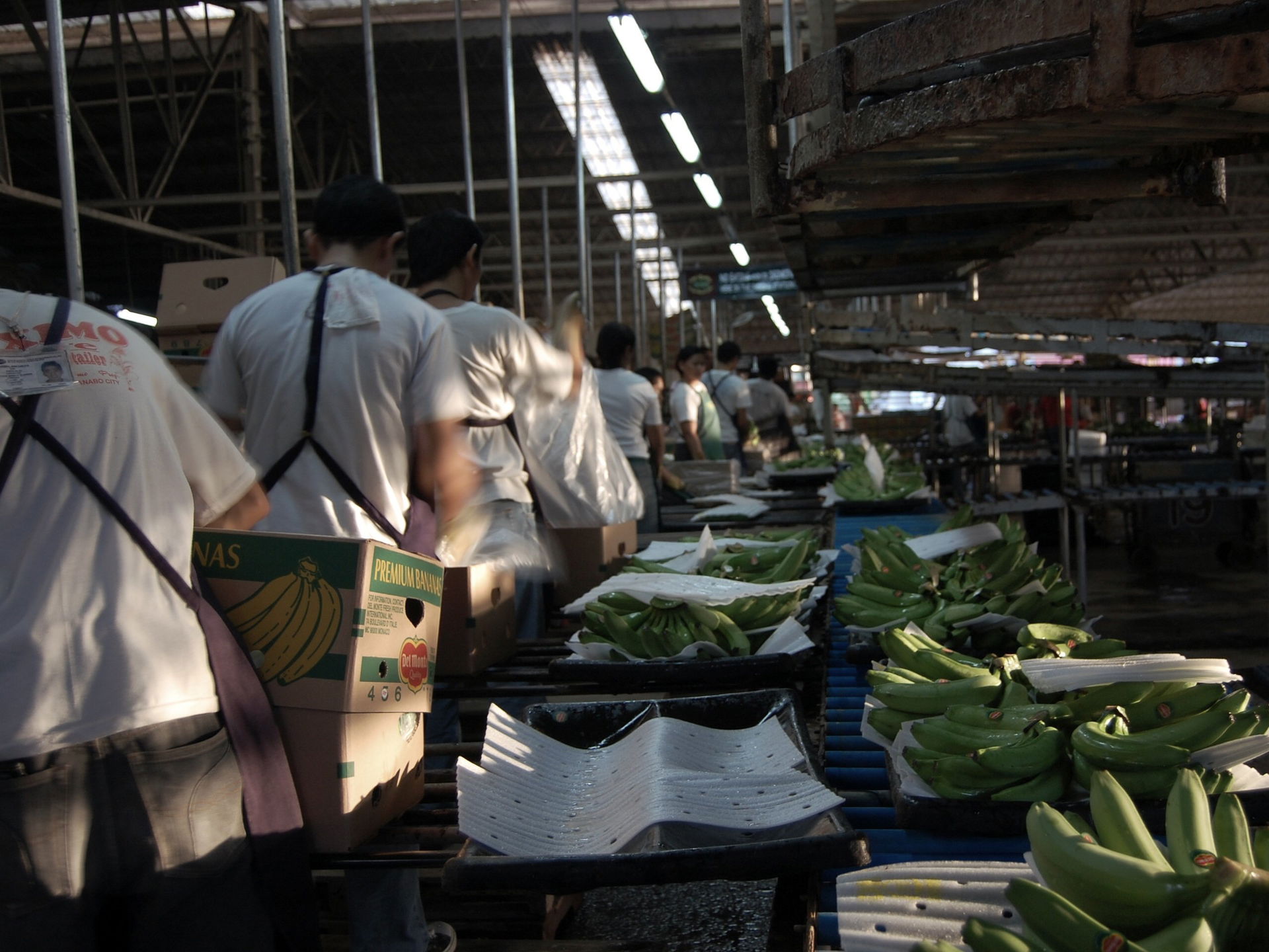 Banana packaging plant (Panabo City, Davao Oriental, Philippine…